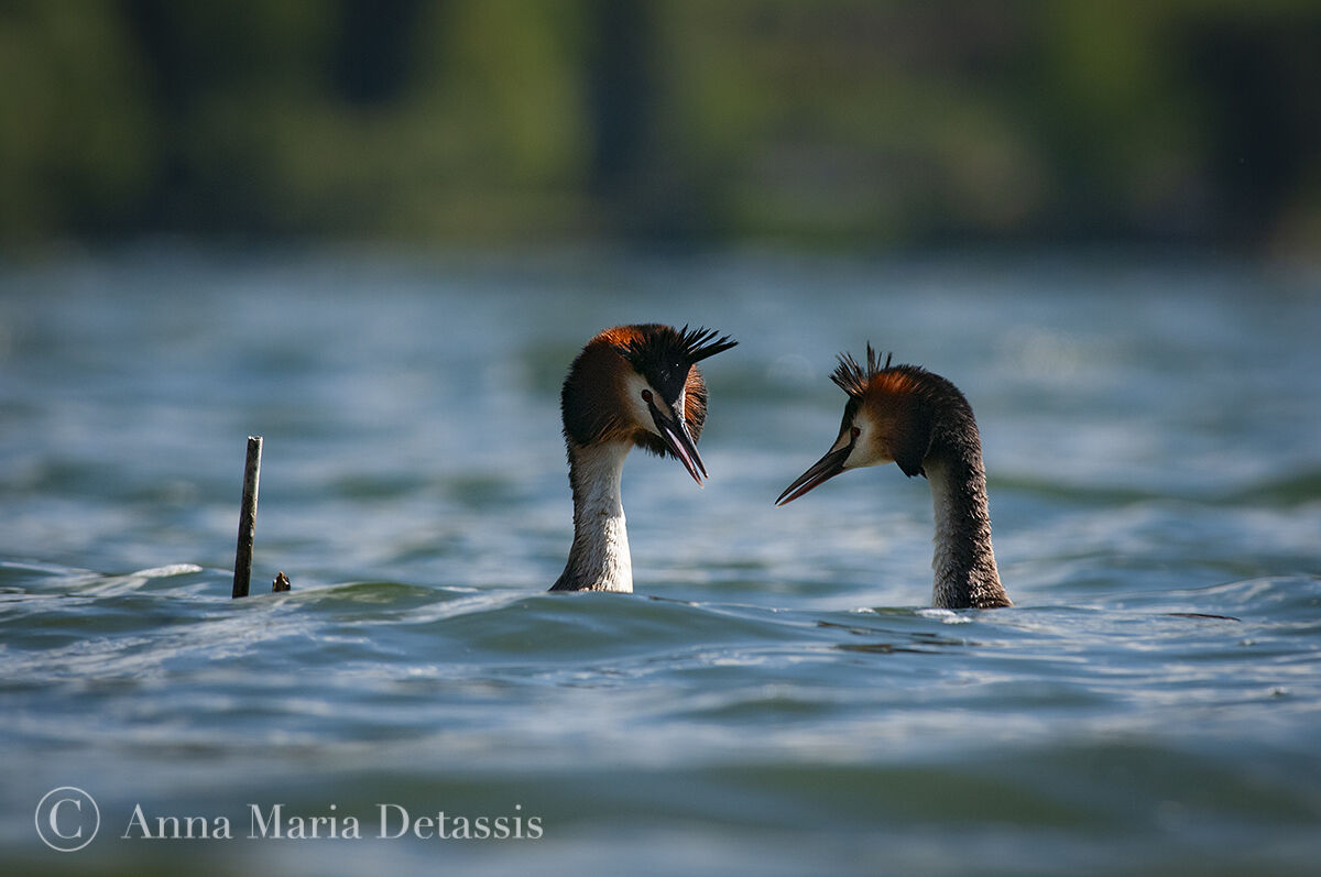 Grebe (Podiceps cristatus)
