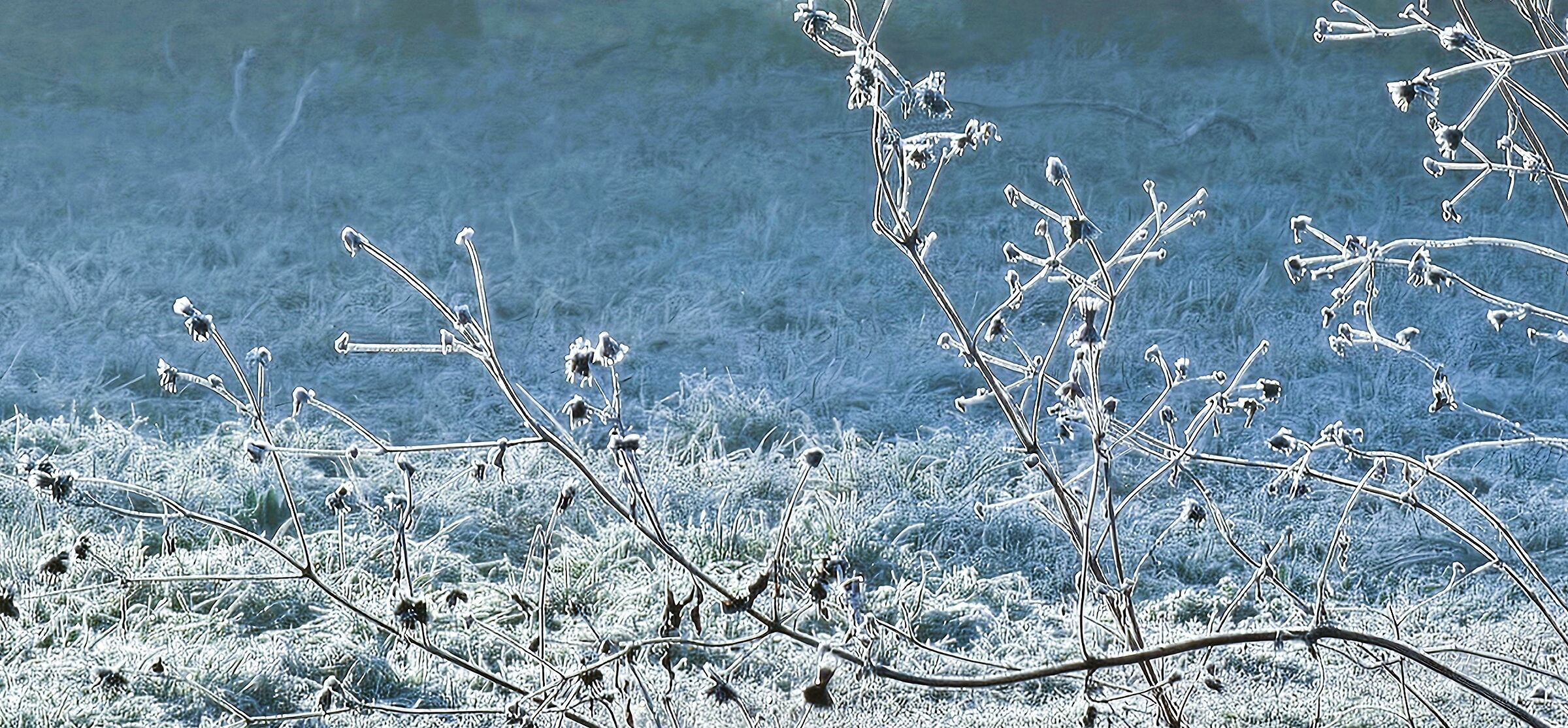 frost