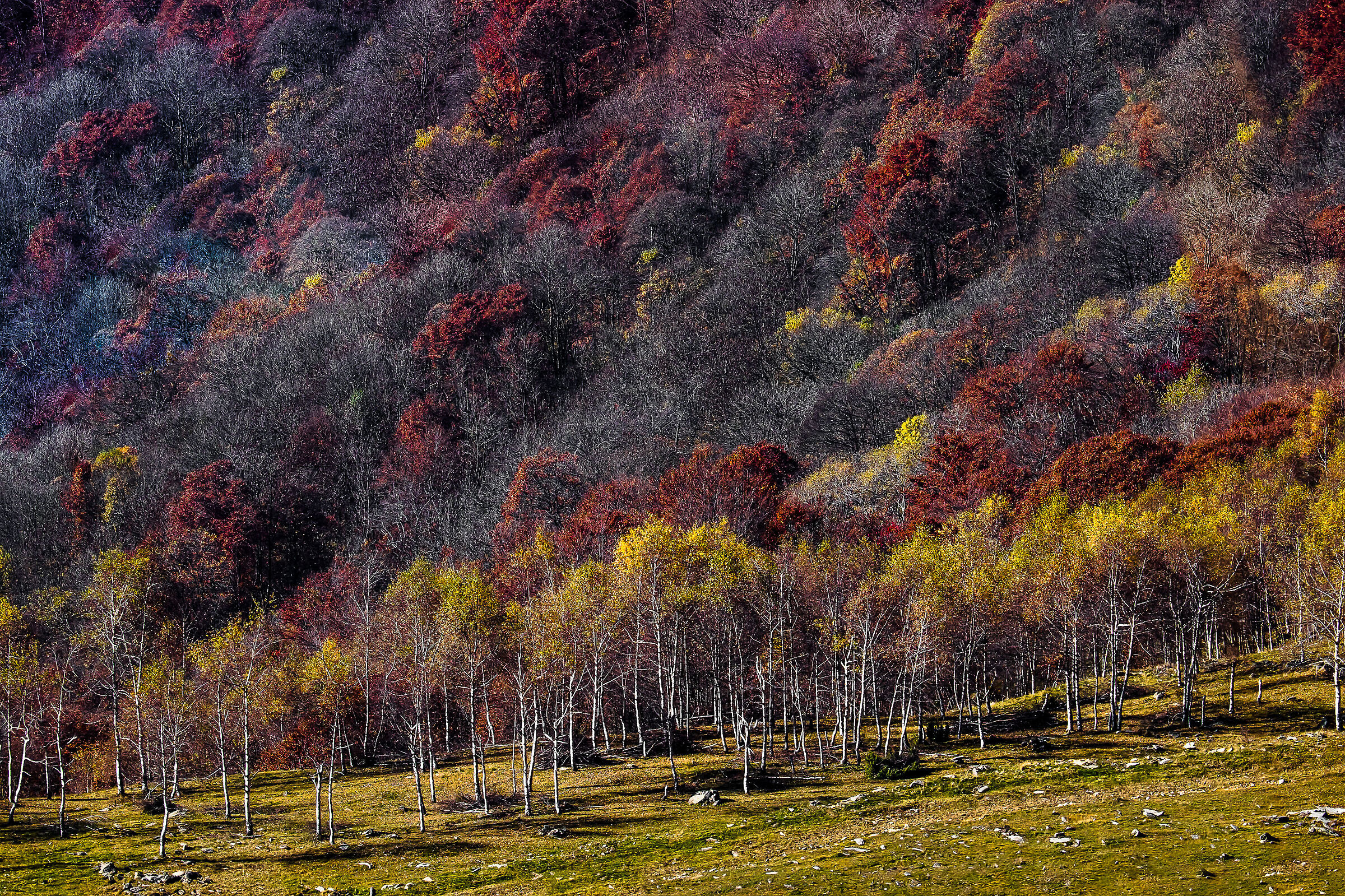 Nature's Paint...