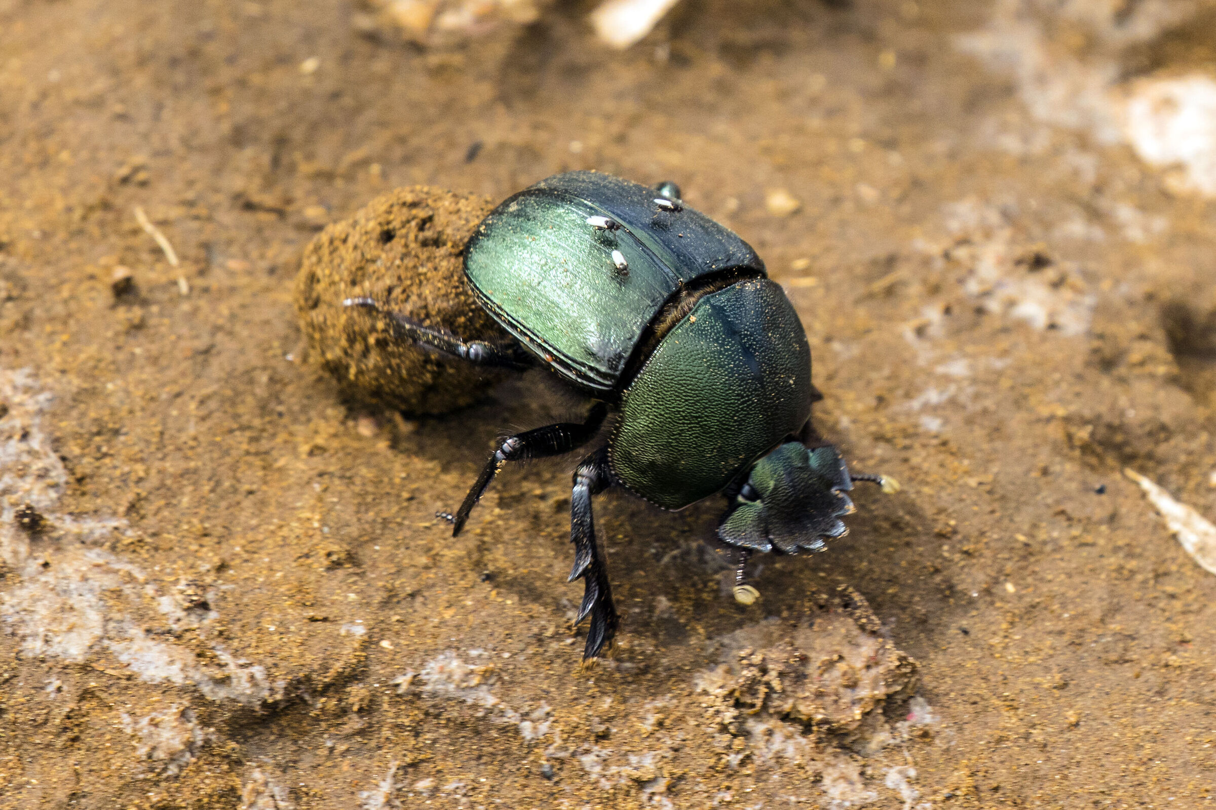 Beetle