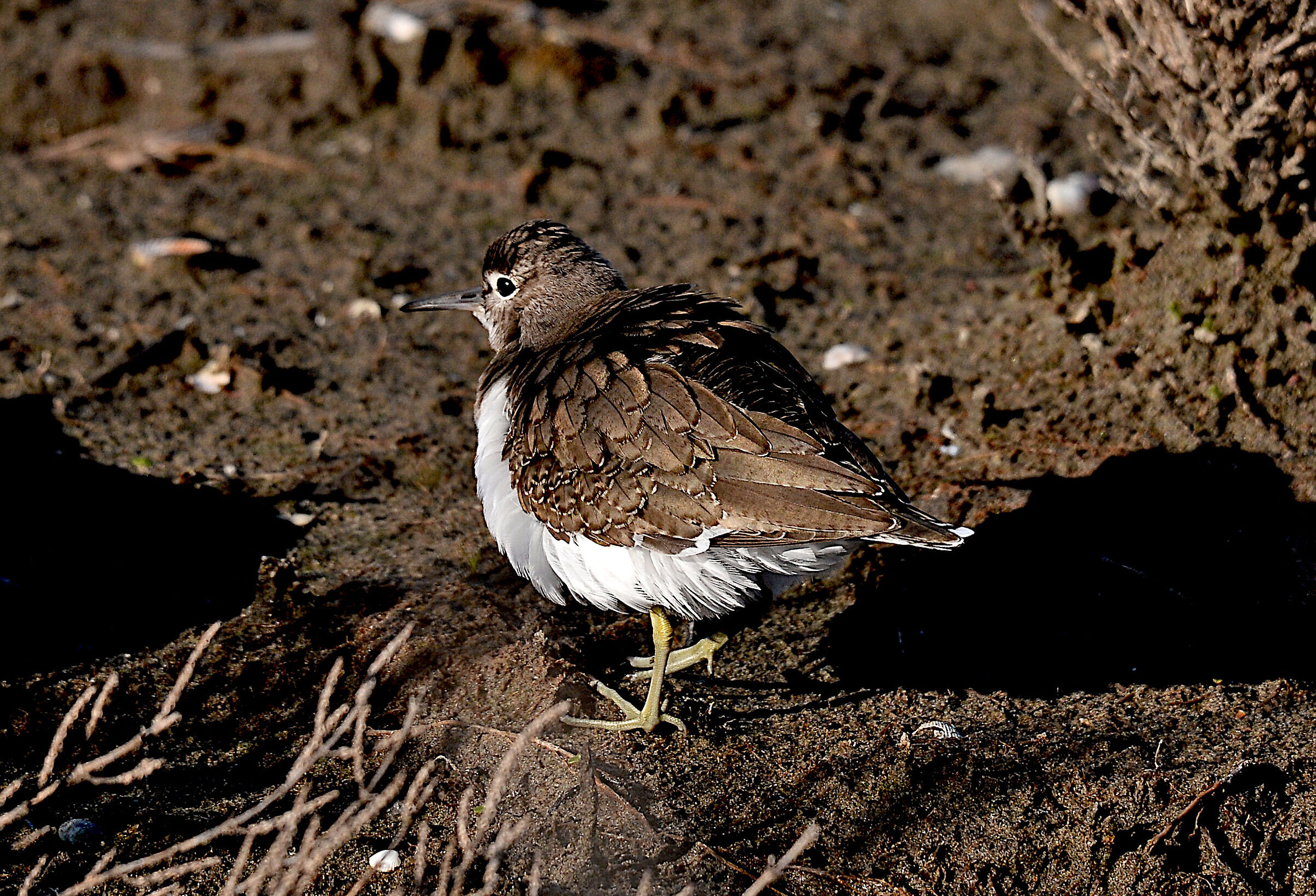 Common Sandpiper (Actitis hypoleucos)