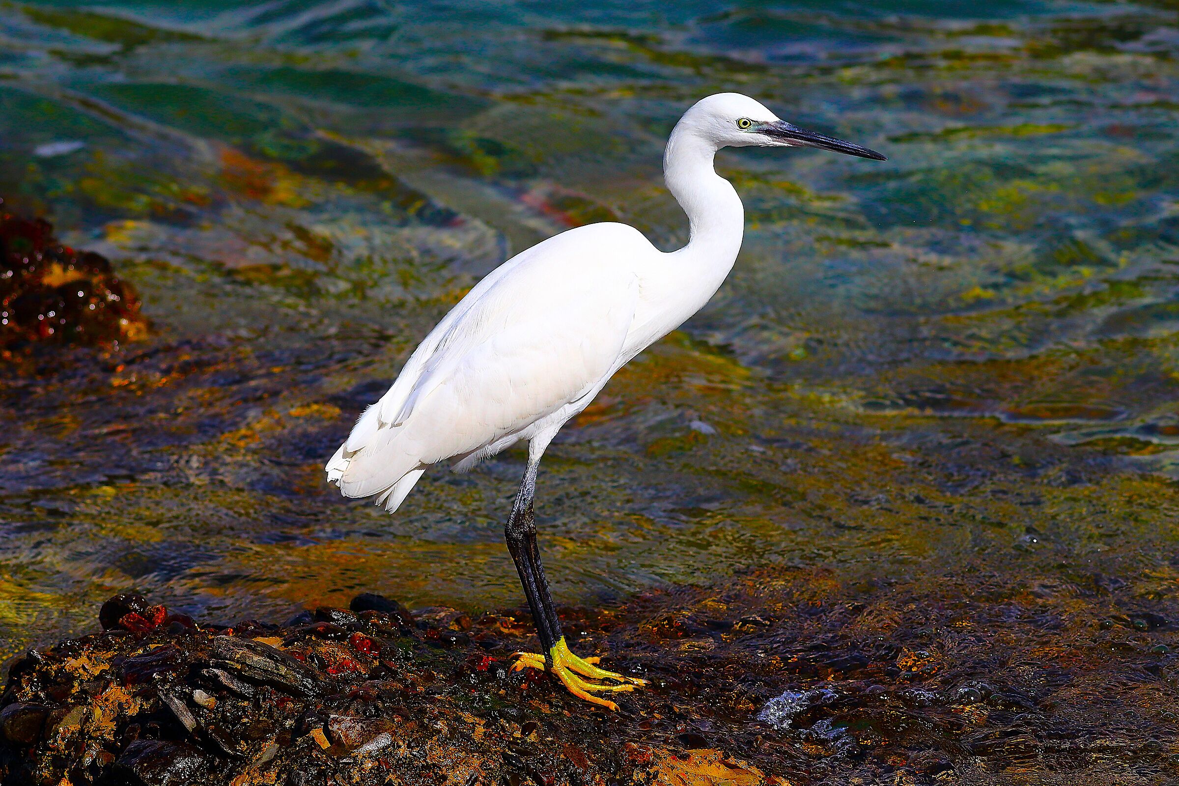 Gatrzetta 30 settembre 2024 - 0077