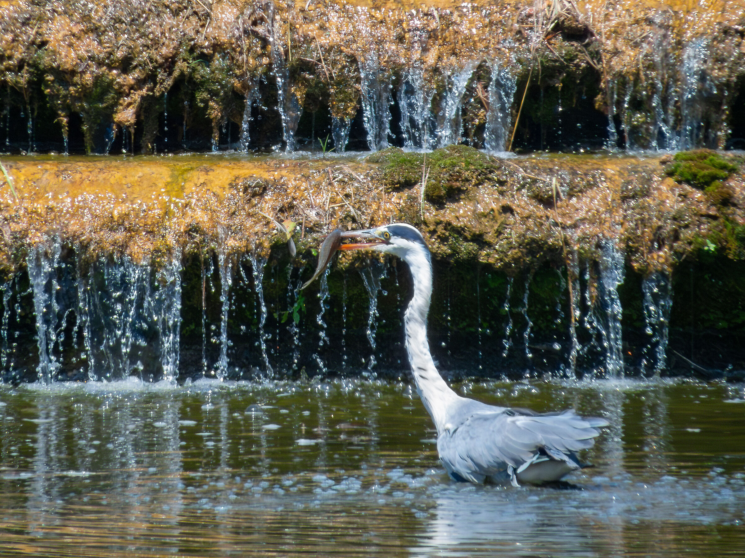 Airone at Villa Pisani (Strà)