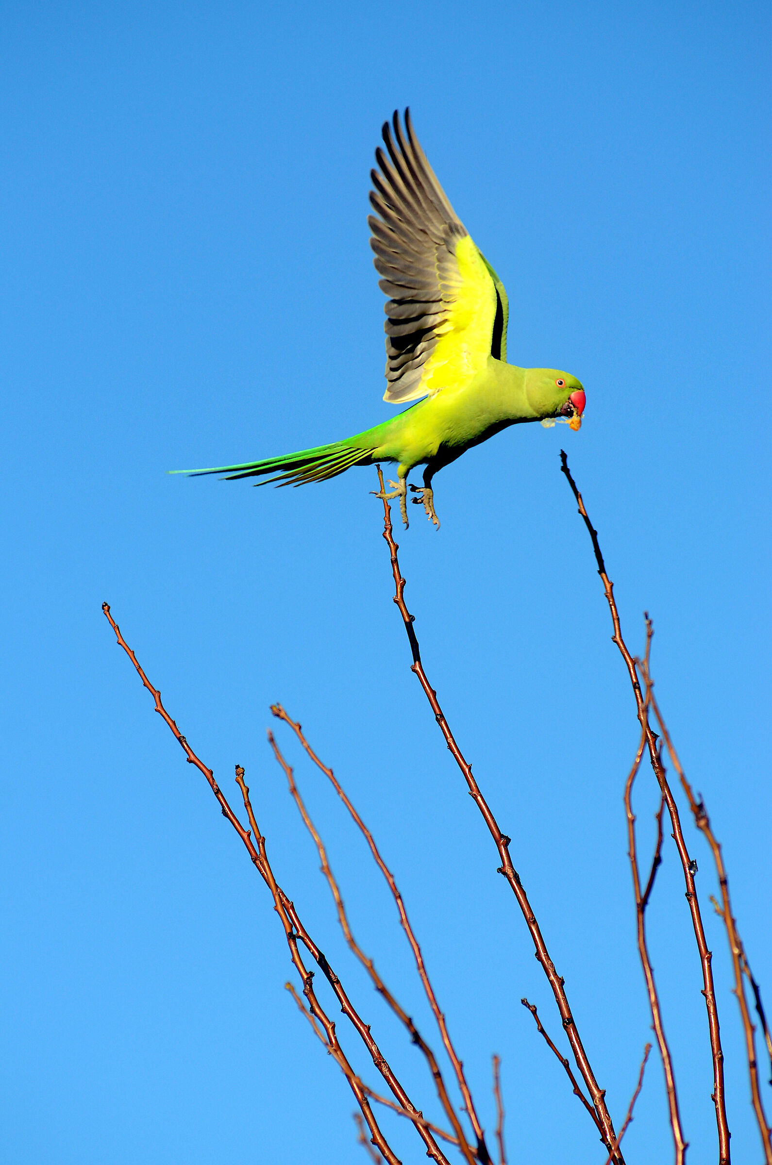 The parakeet appreciates my oranges...