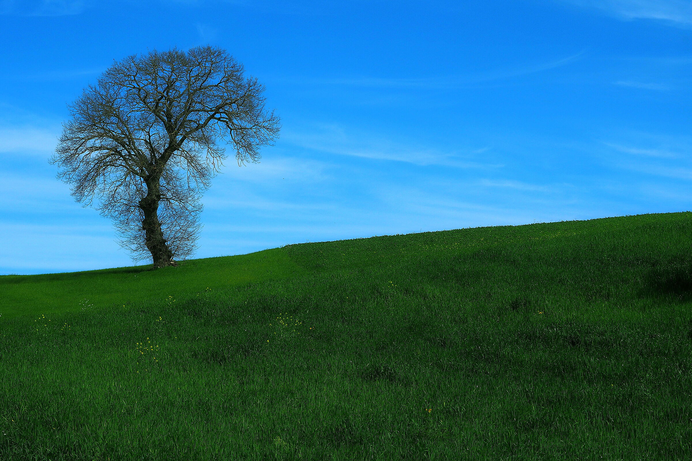 Spring solitude