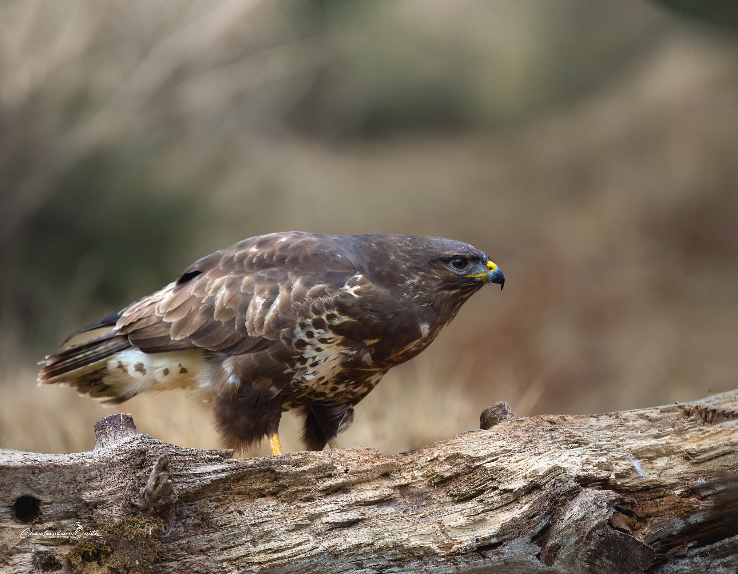 buzzard
