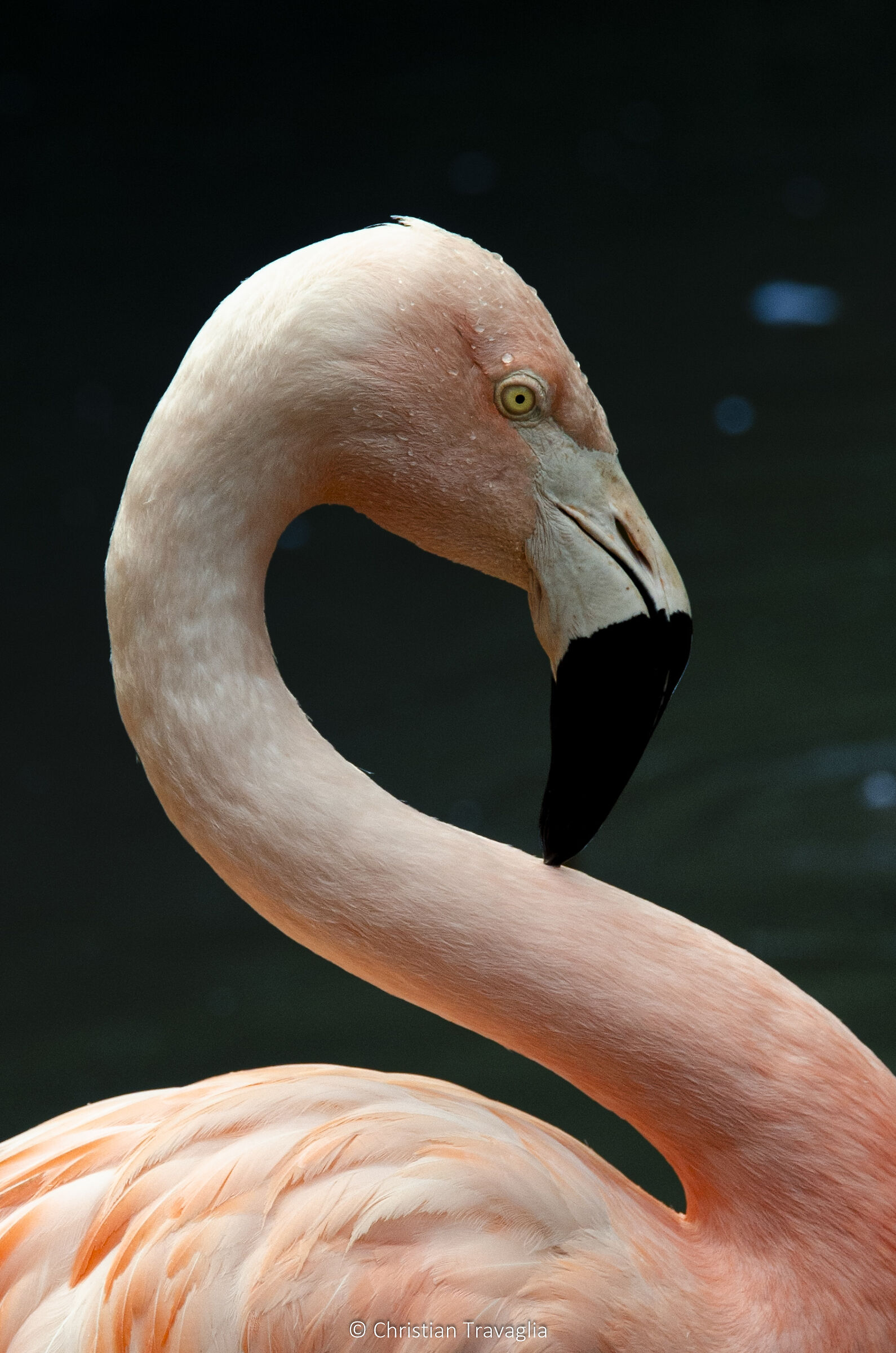 Parco Zoo Punta Verde - Estate 2022