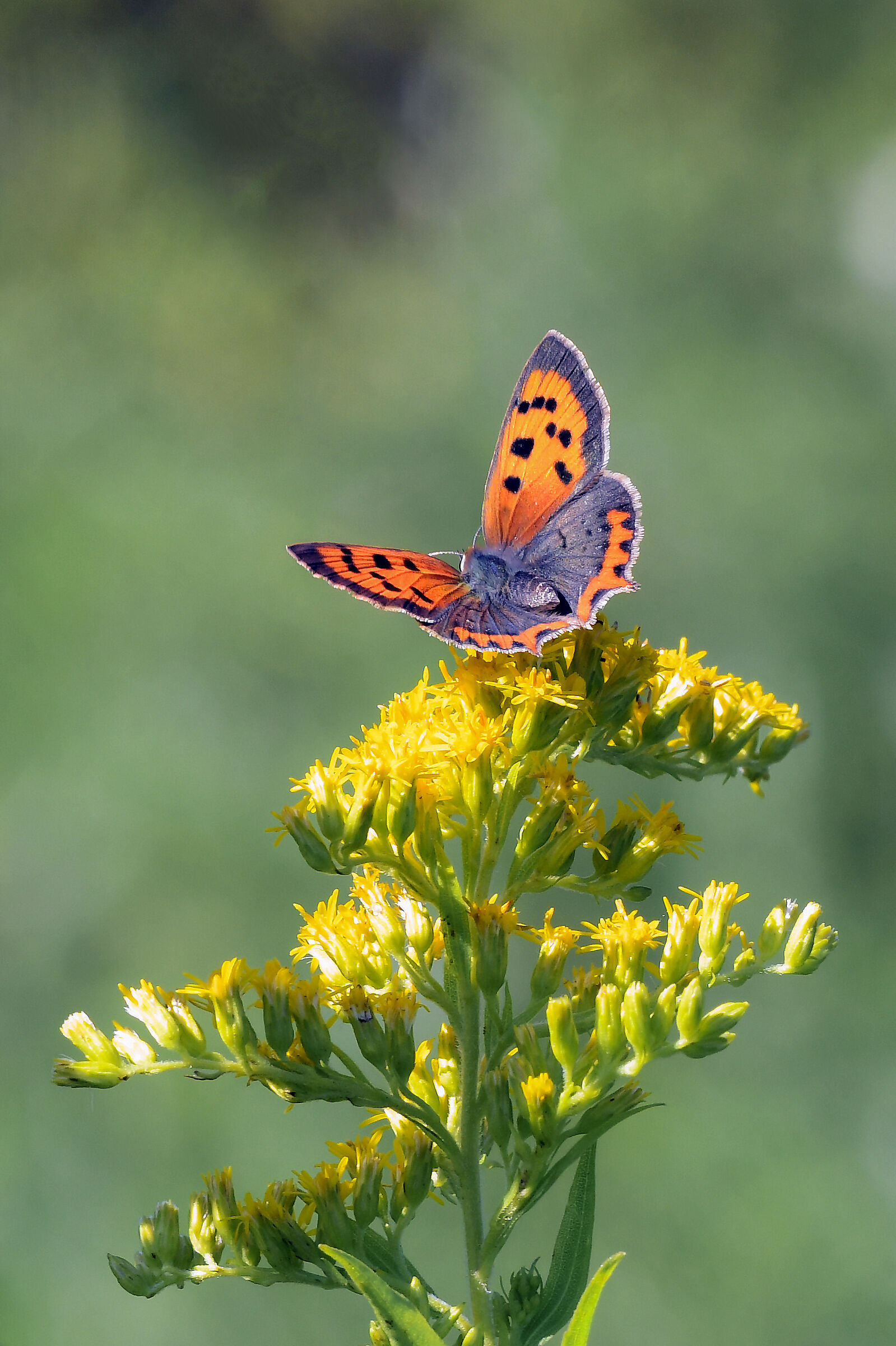Lycaena phlaeas