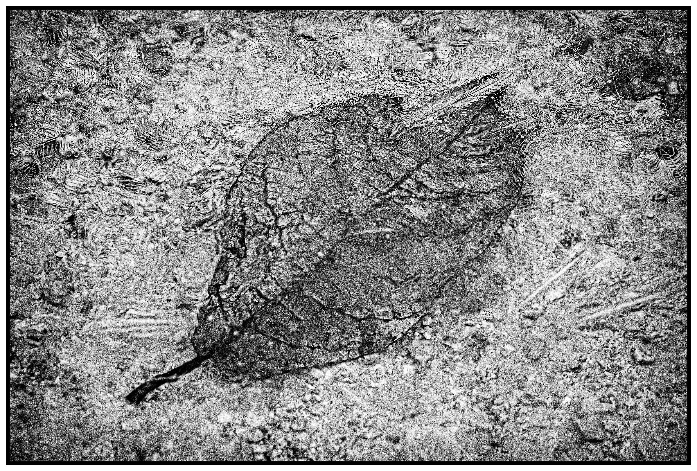 leaf under ice