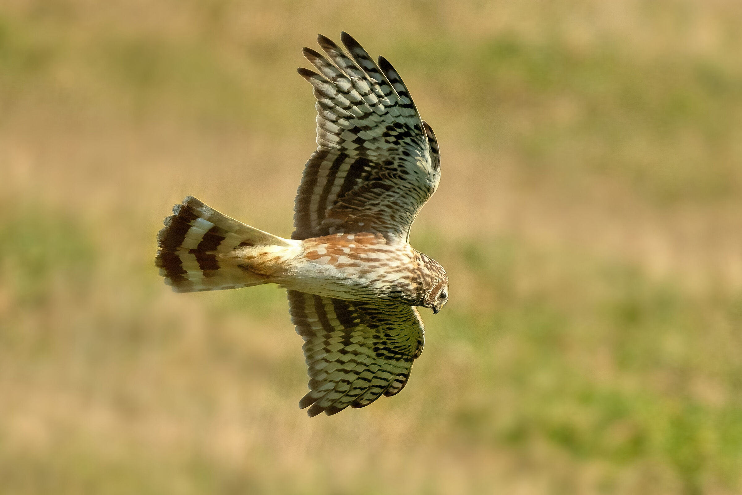 Albanella reale (Circus cyaneus)