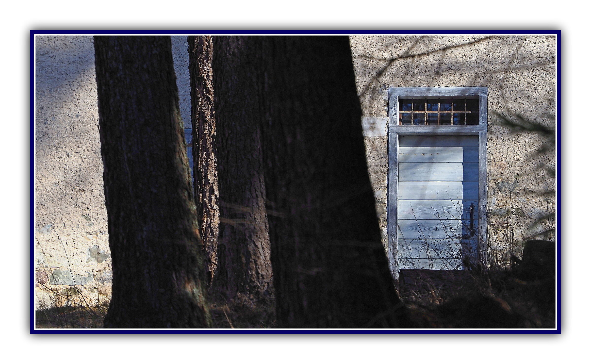 The forest at the door