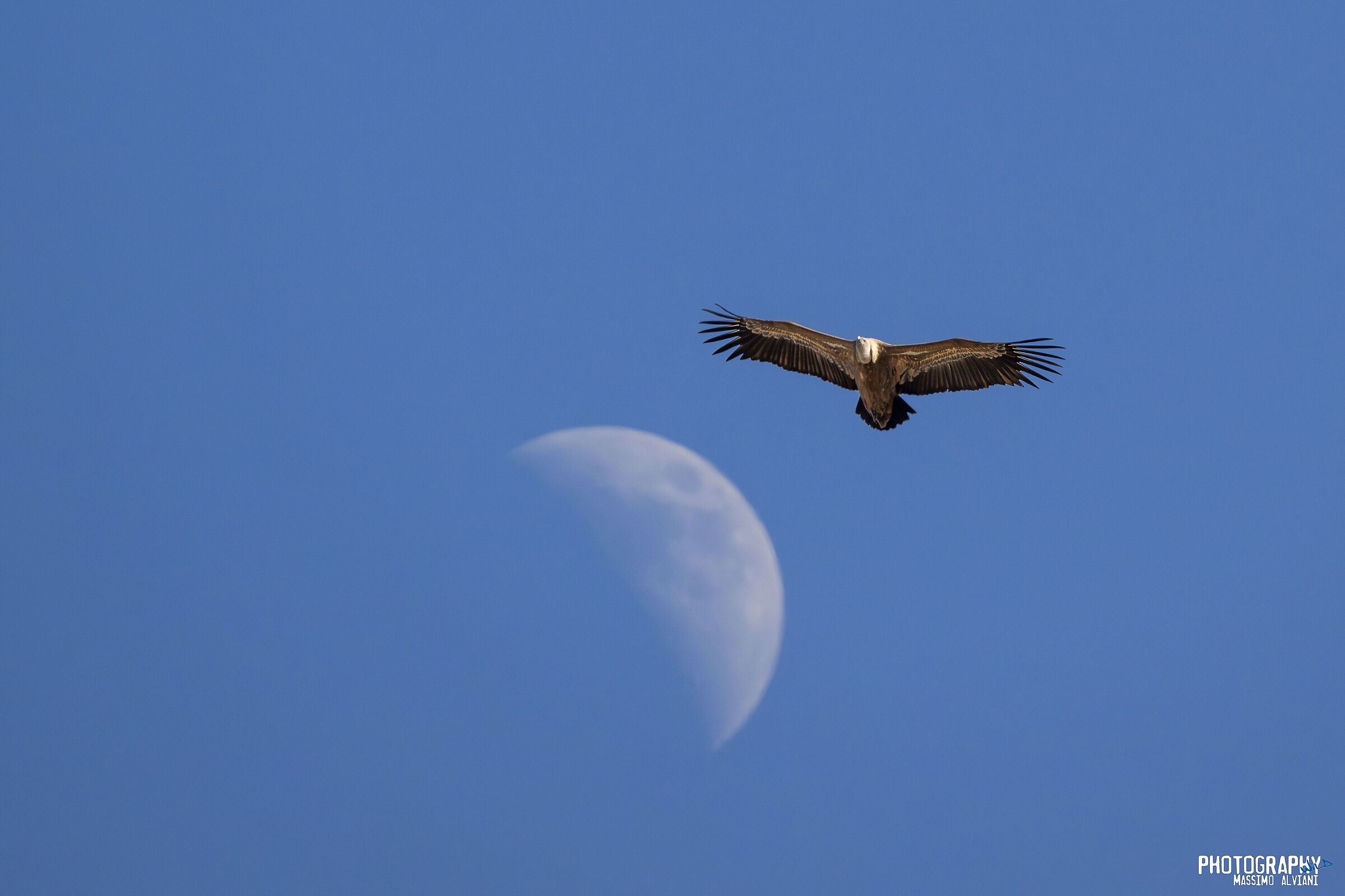 Grifone e la luna