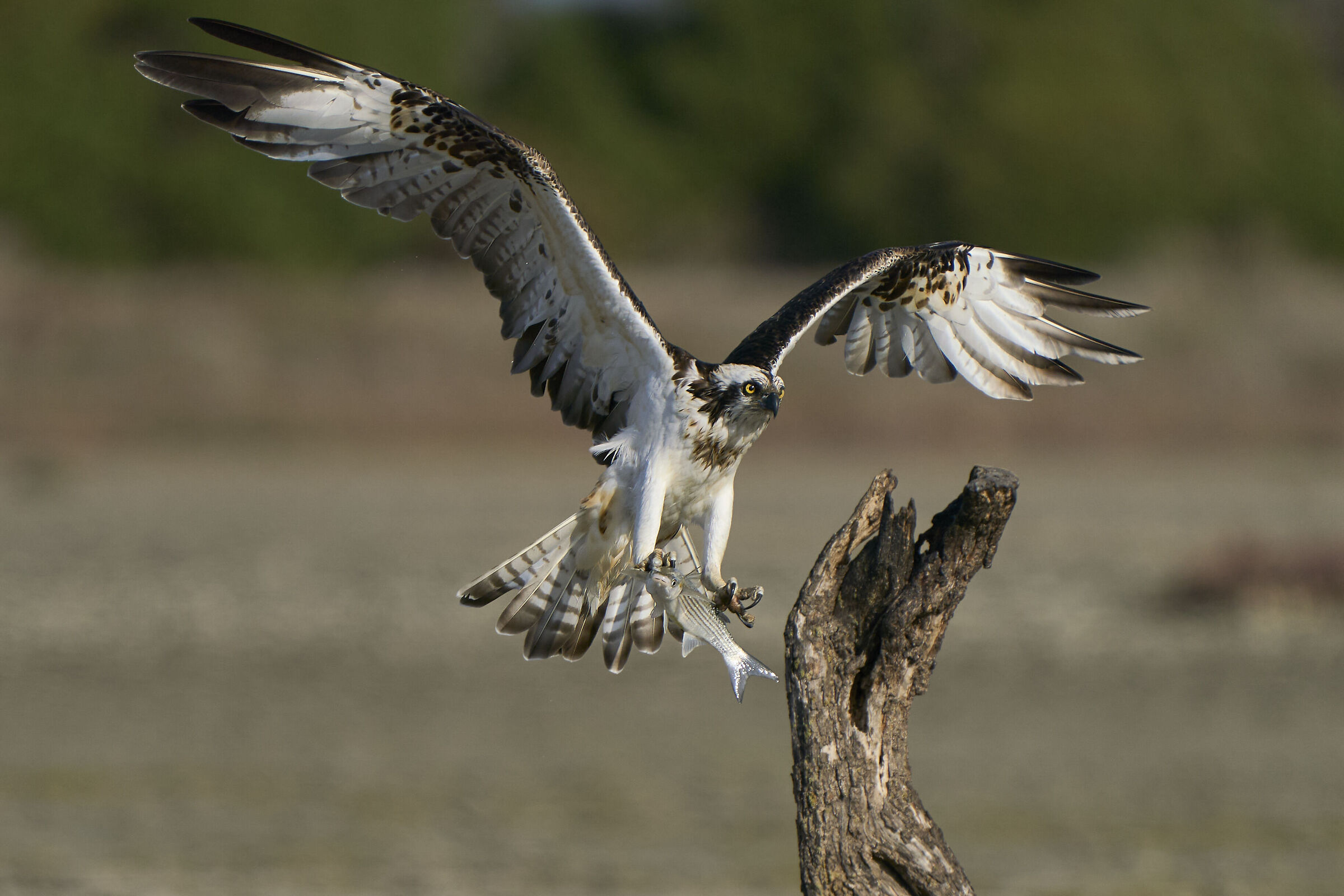 Osprey (Pandion haliaetus)