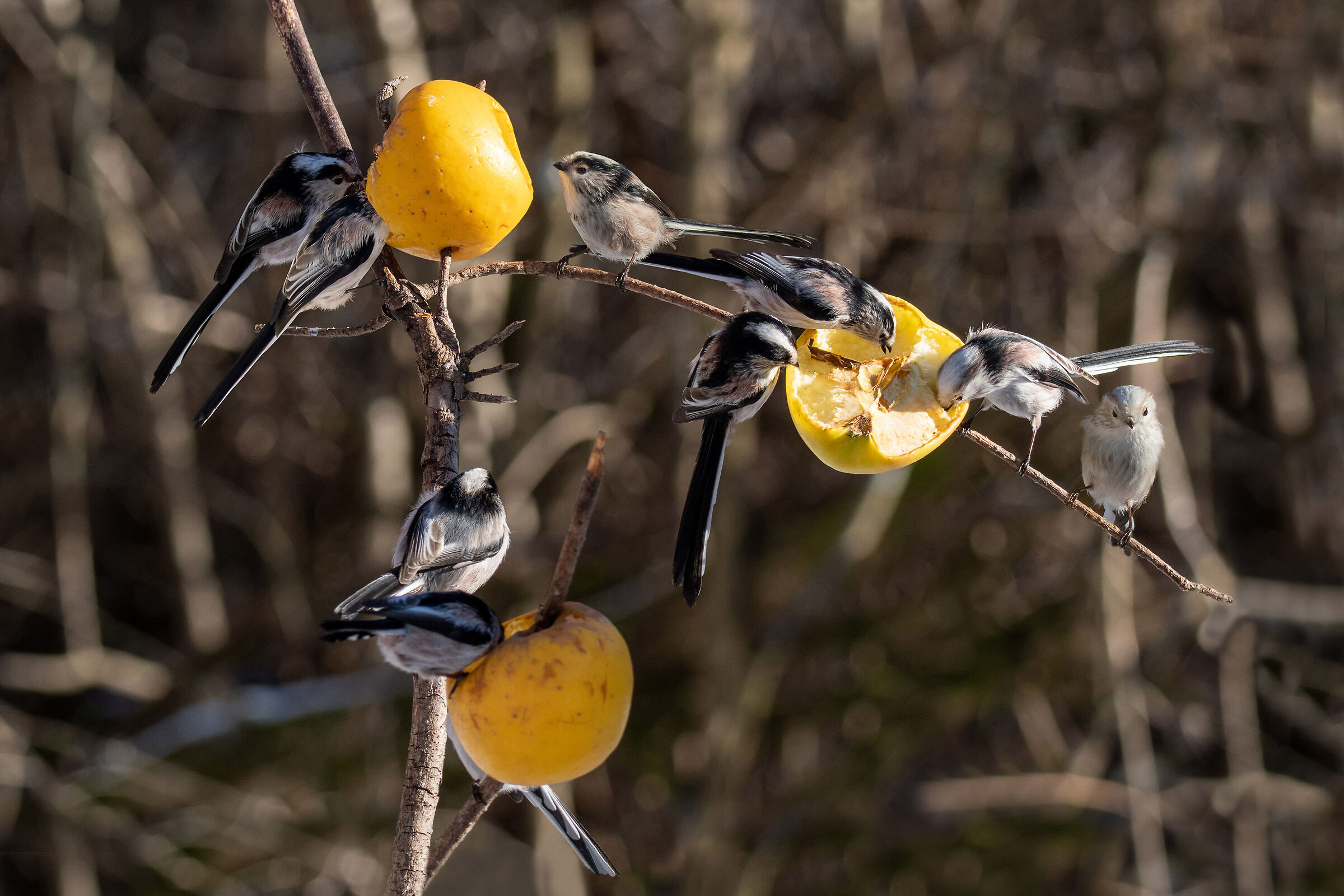 Un'allegra compagnia
