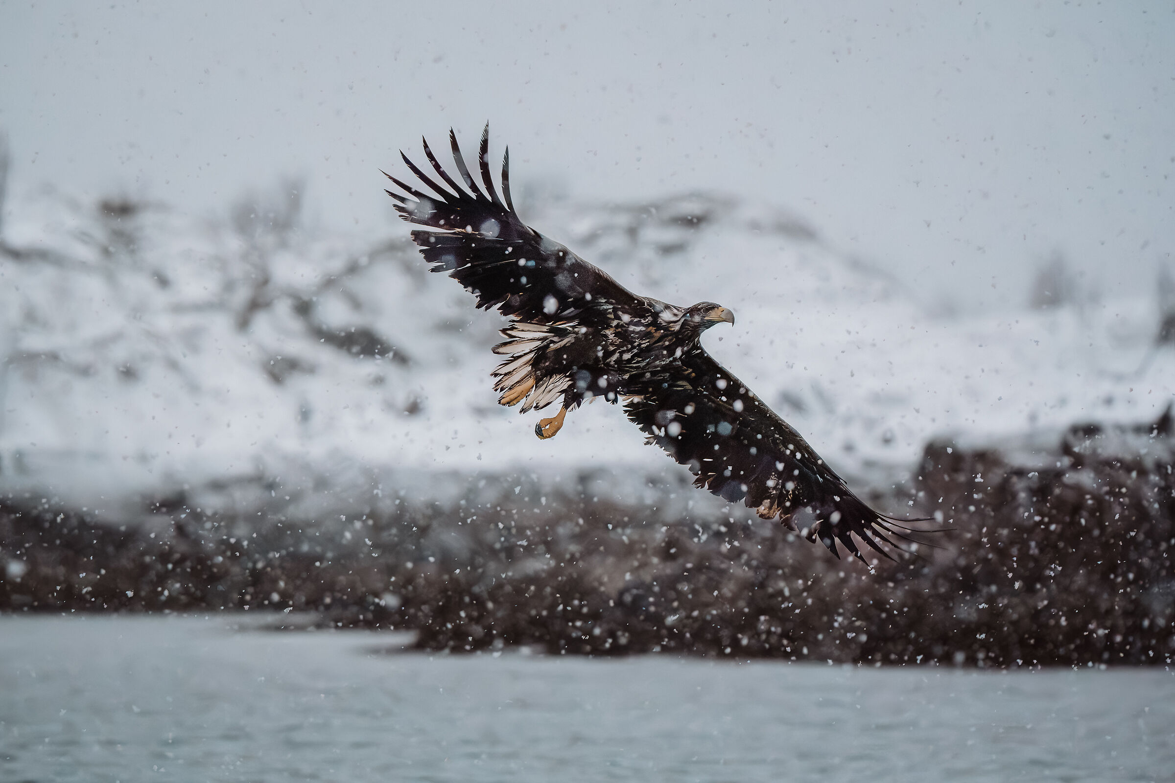 Haliaeetus albicilla