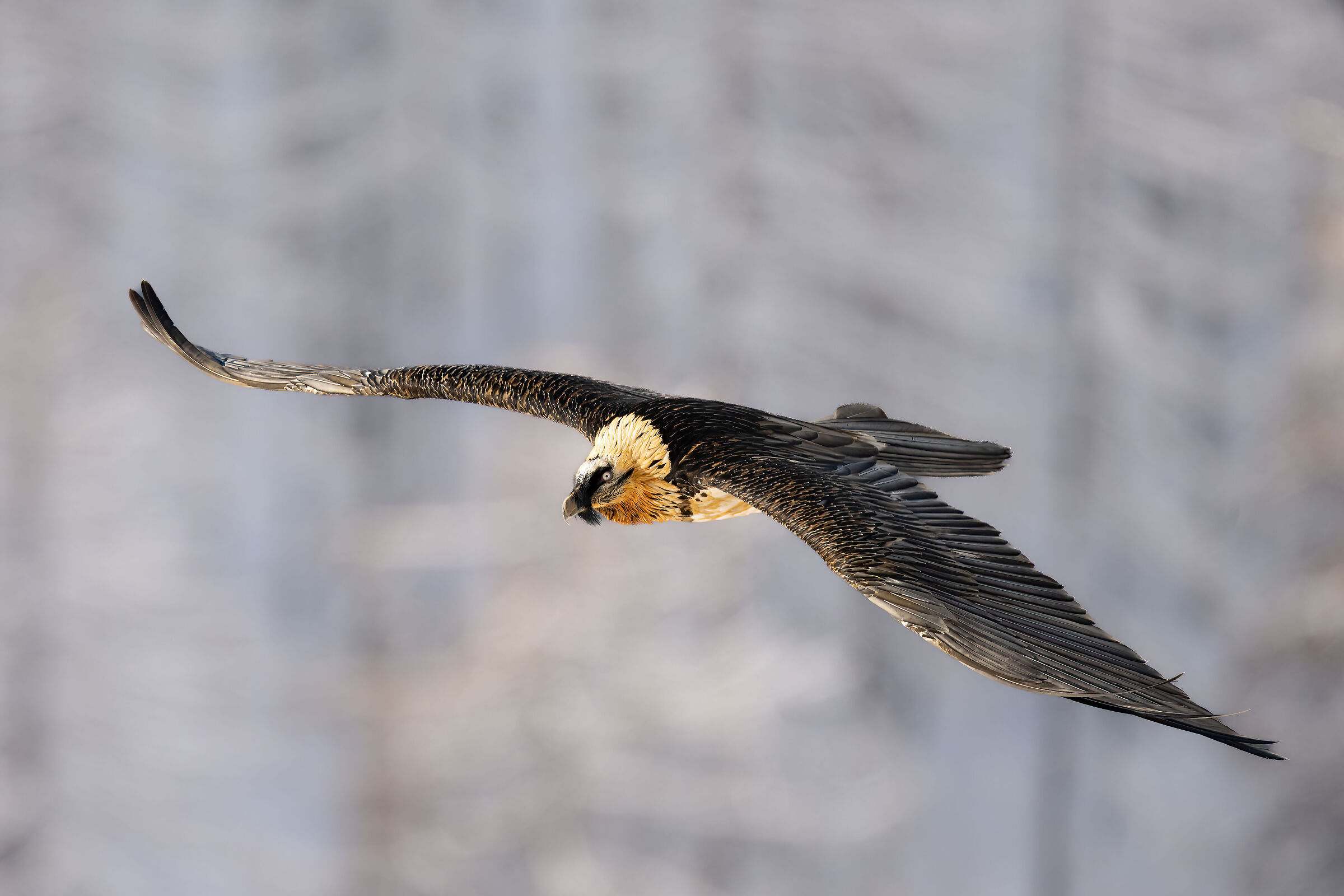 Gypaetus barbatus - Gran Paradiso National Park