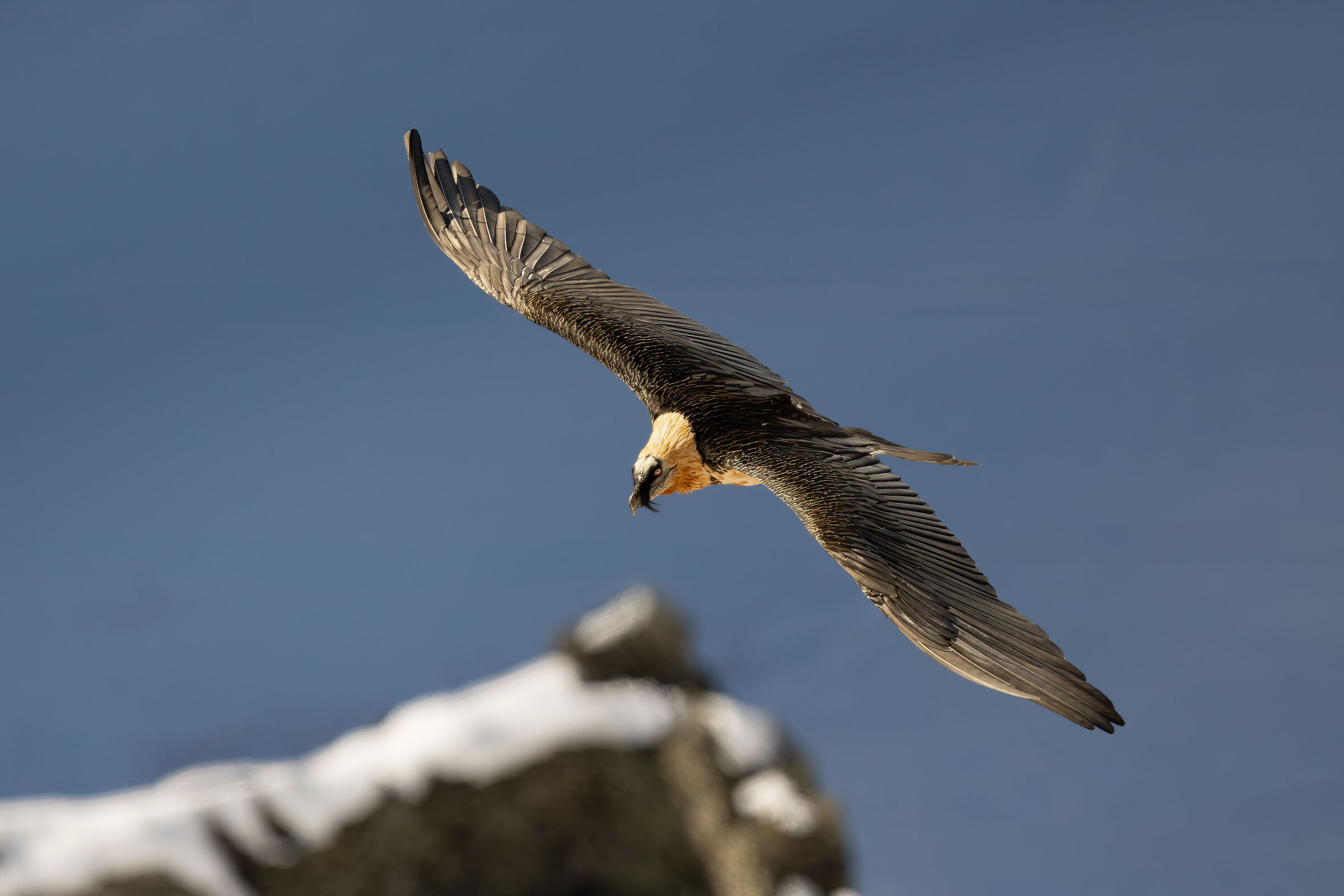 Gypaetus barbatus - Gran Paradiso National Park
