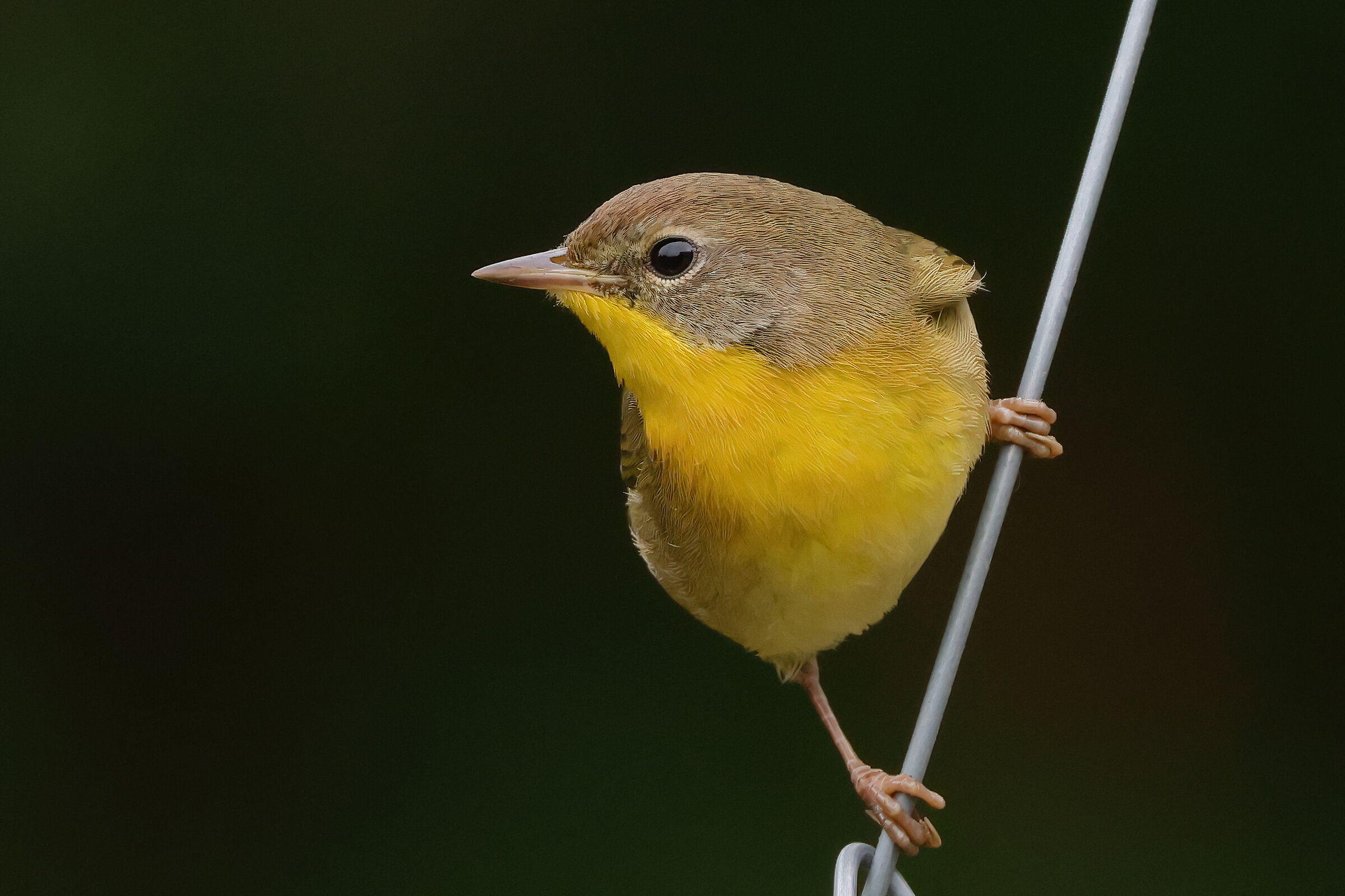 Common warbler