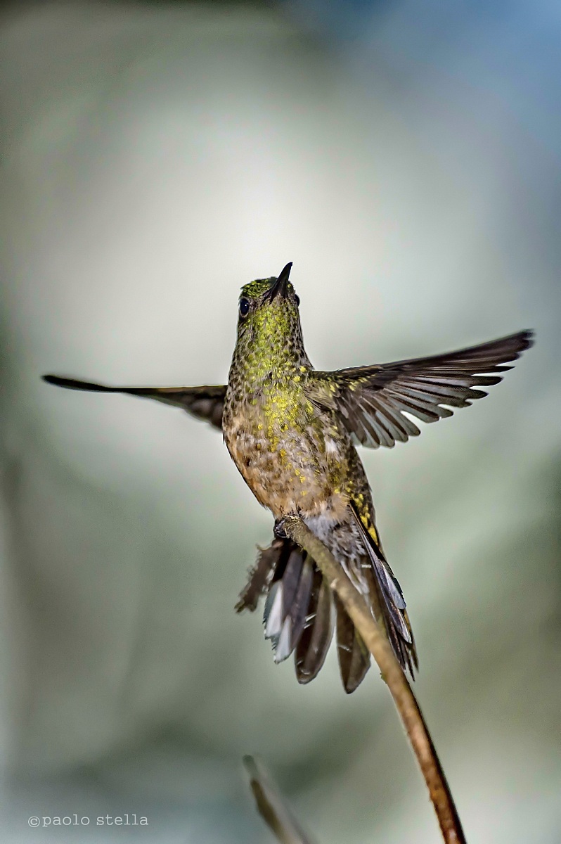 Scaly-breasted Hummingbird