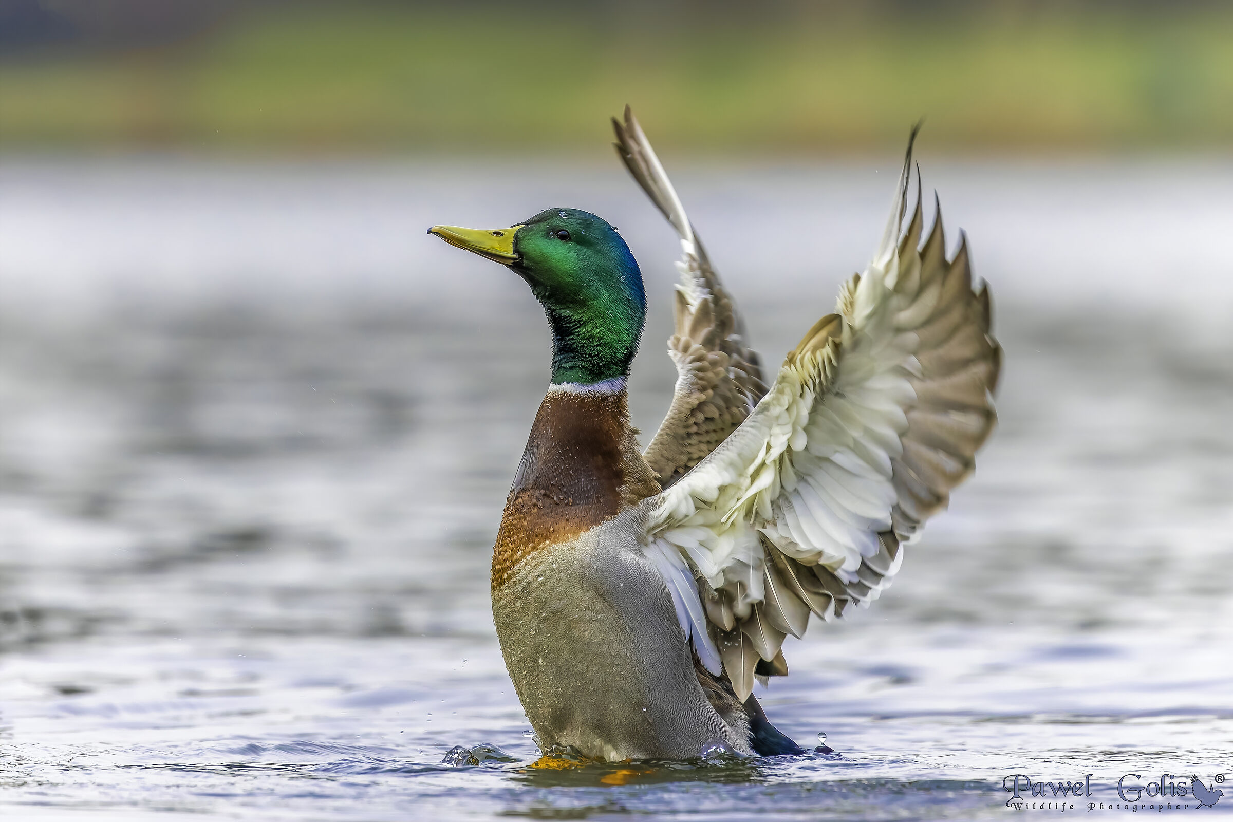 Germano reale (Anas platyrhynchos)