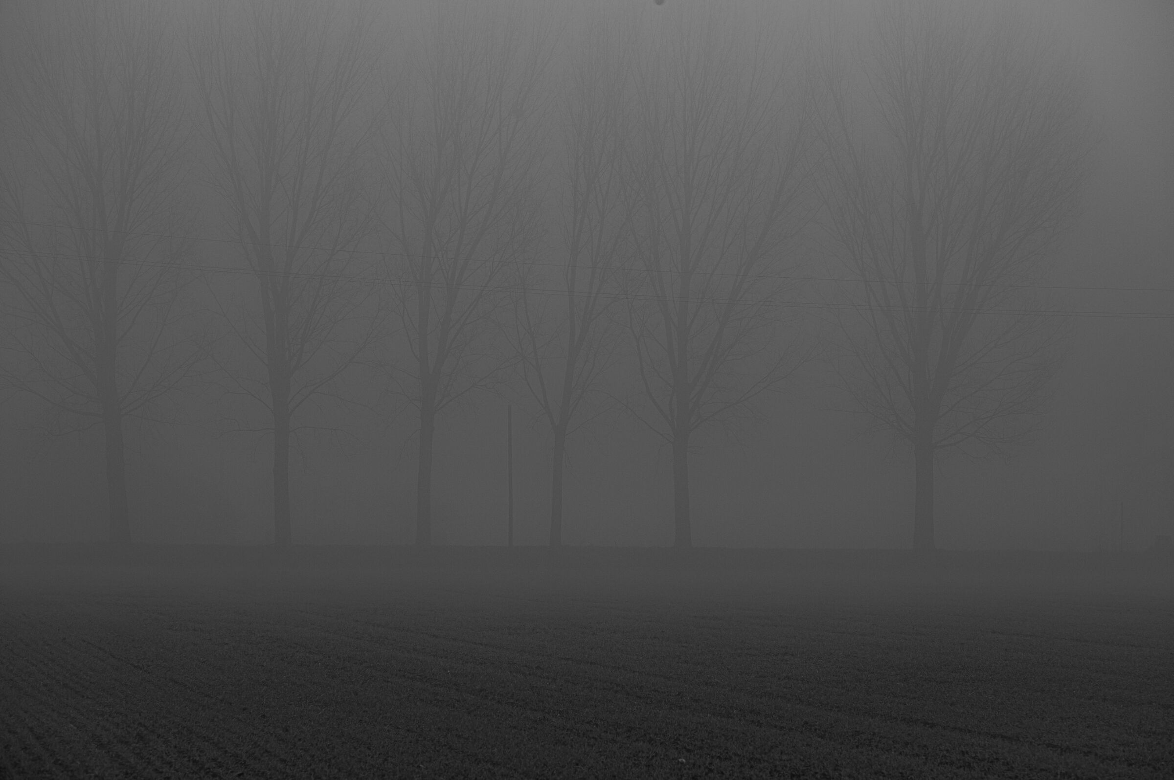 Alberi nella nebbia