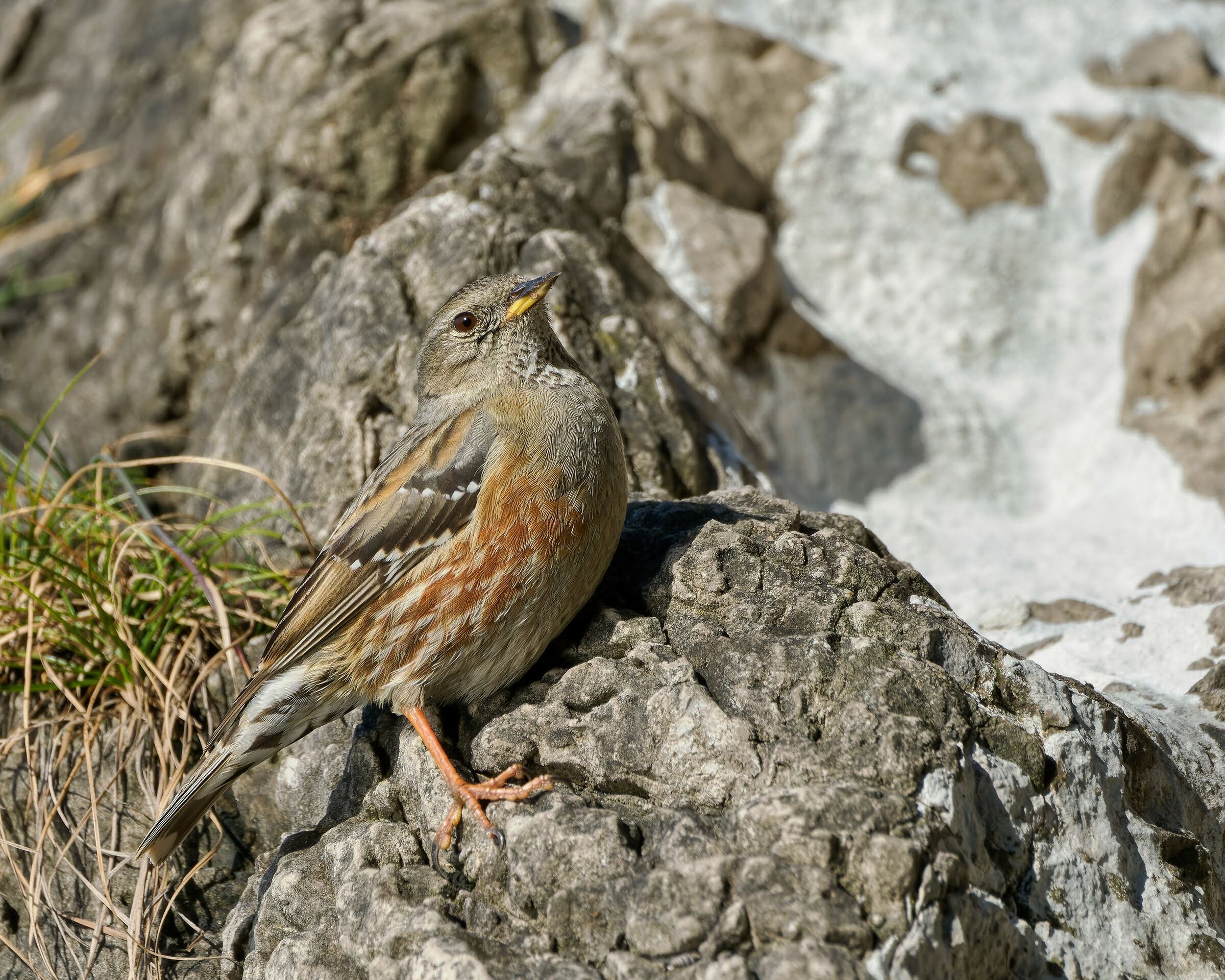 Alpine accentor