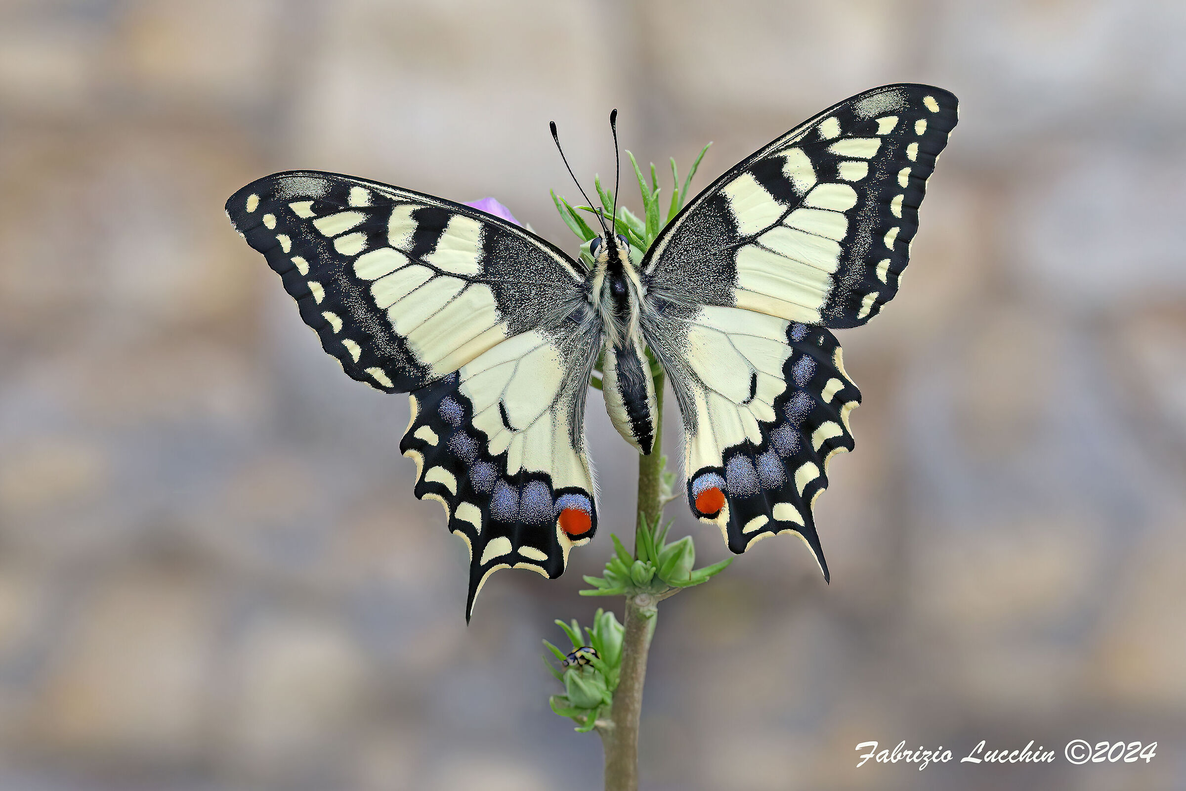 Papilio machaon