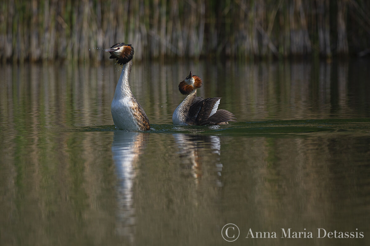 Great Crested Grebe (Podiceps cristatus)