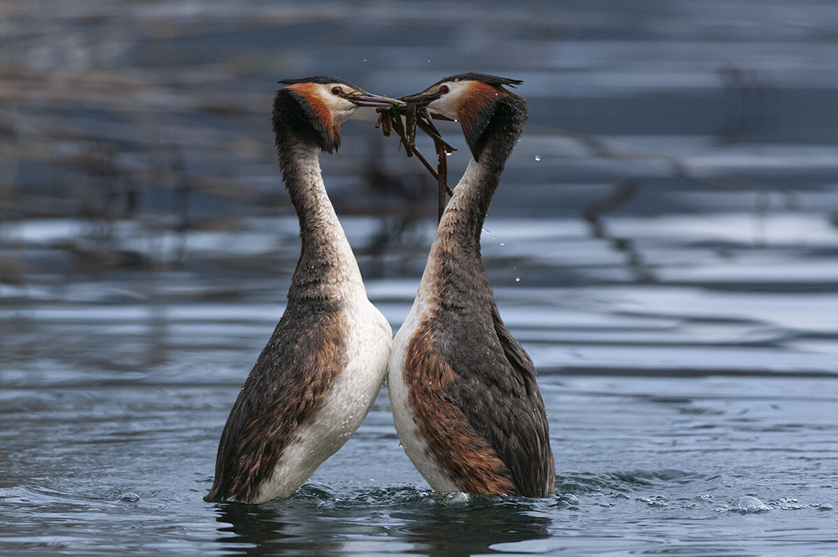 Great crested grebe (Podiceps critatus)
