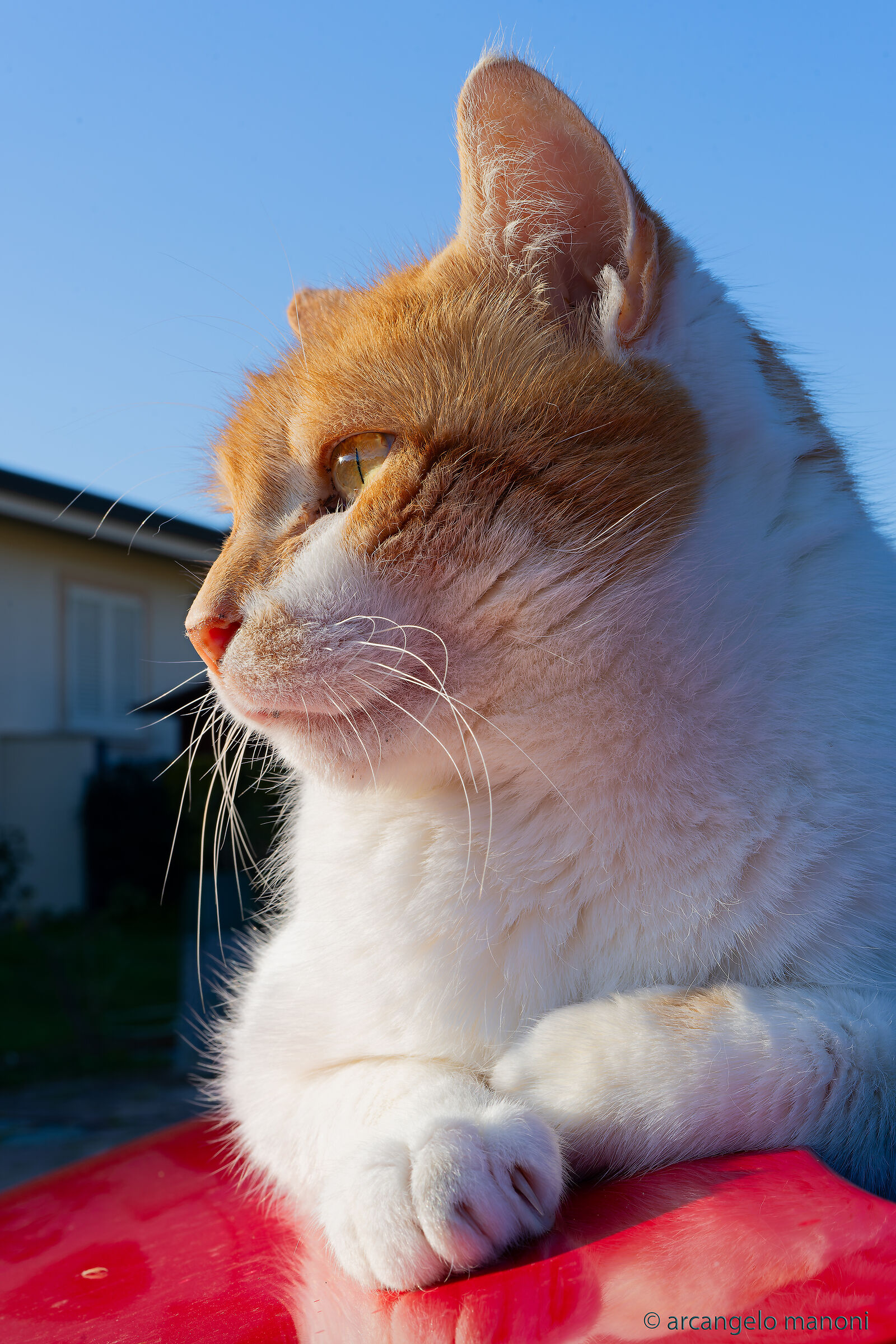 Il profilo di fennec