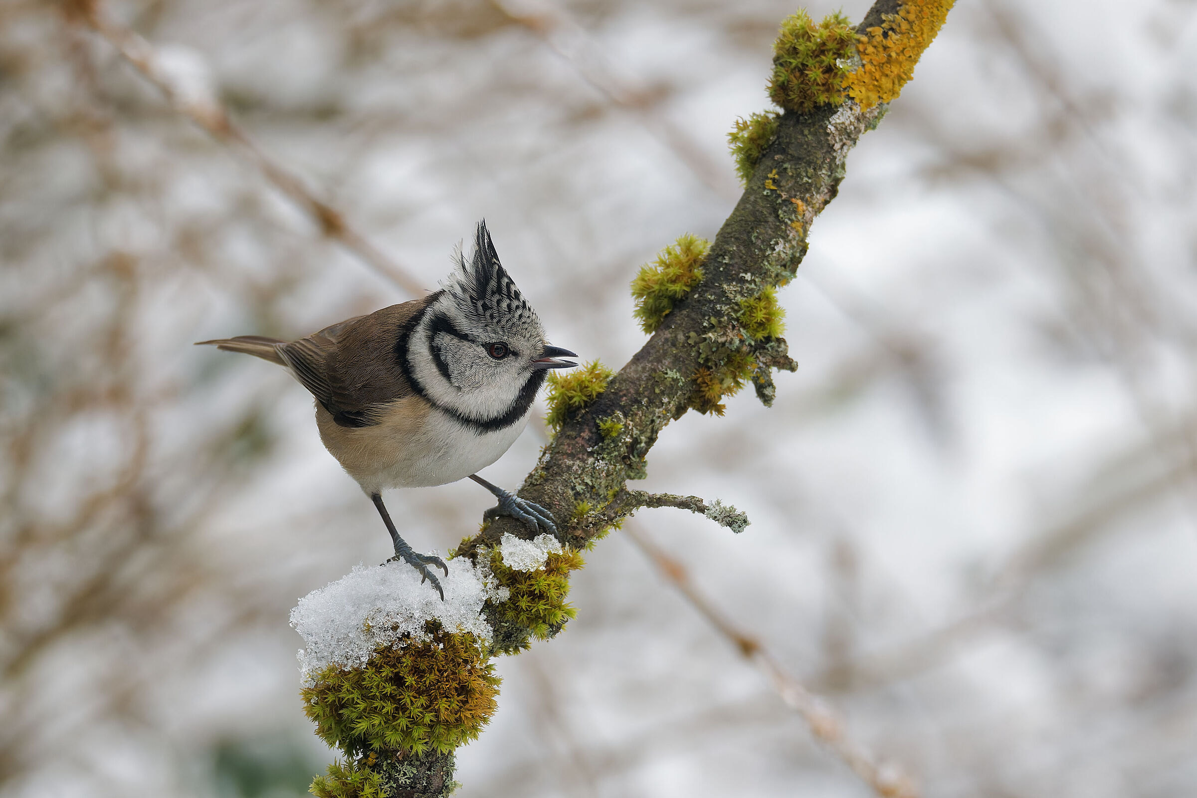 tufted (parus cristatus)