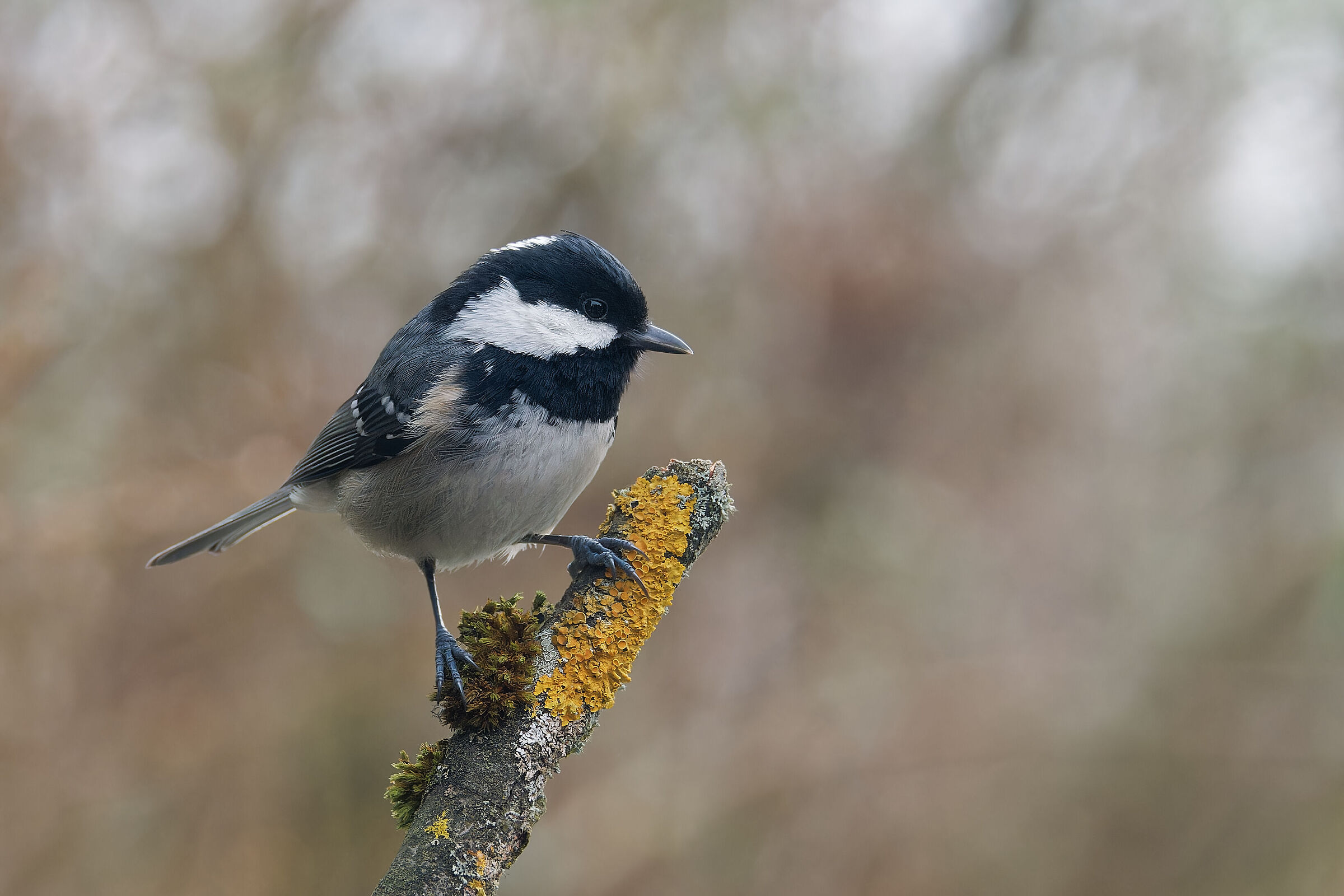 coal tit (parus ater)