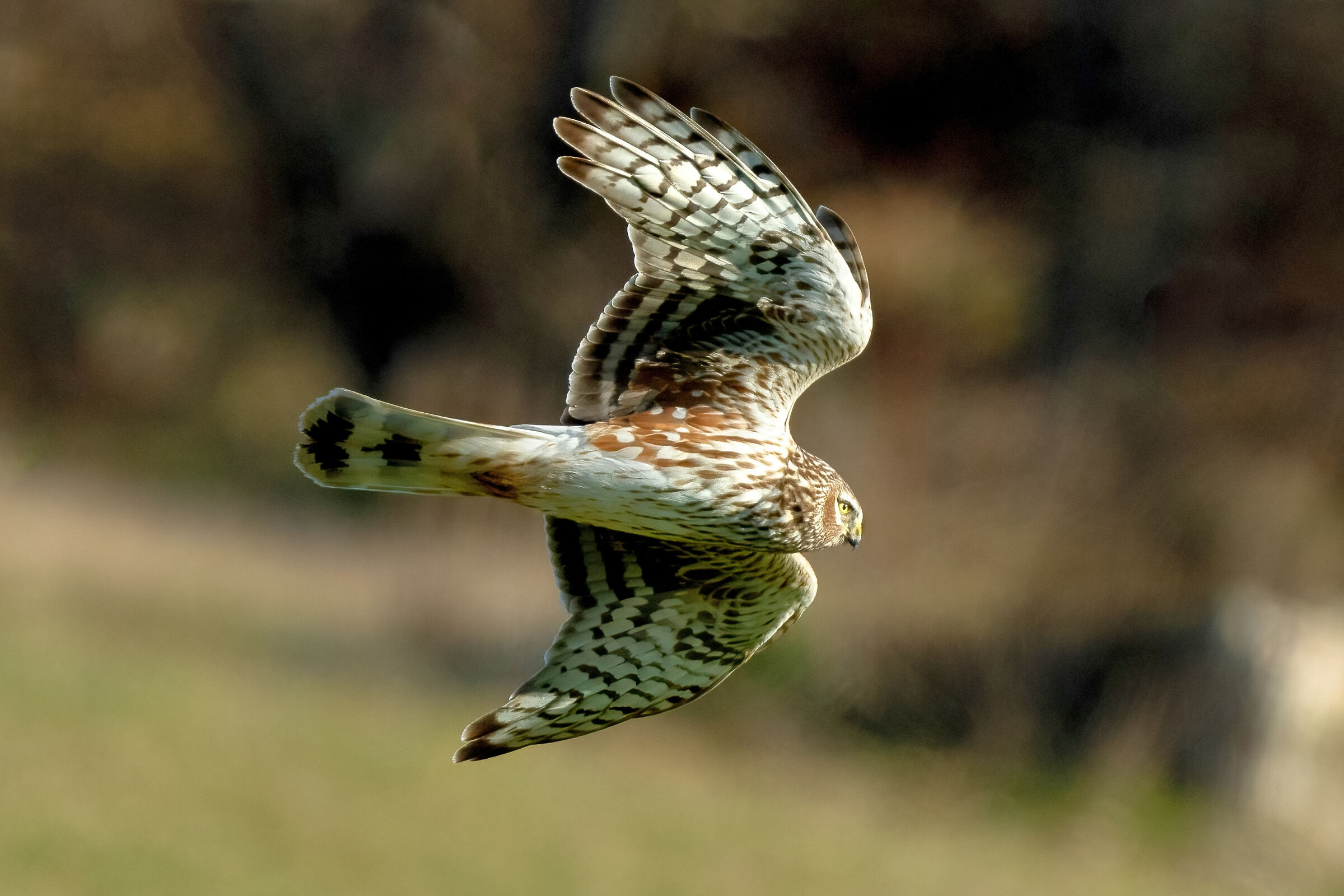 Albanella reale (Circus cyaneus)