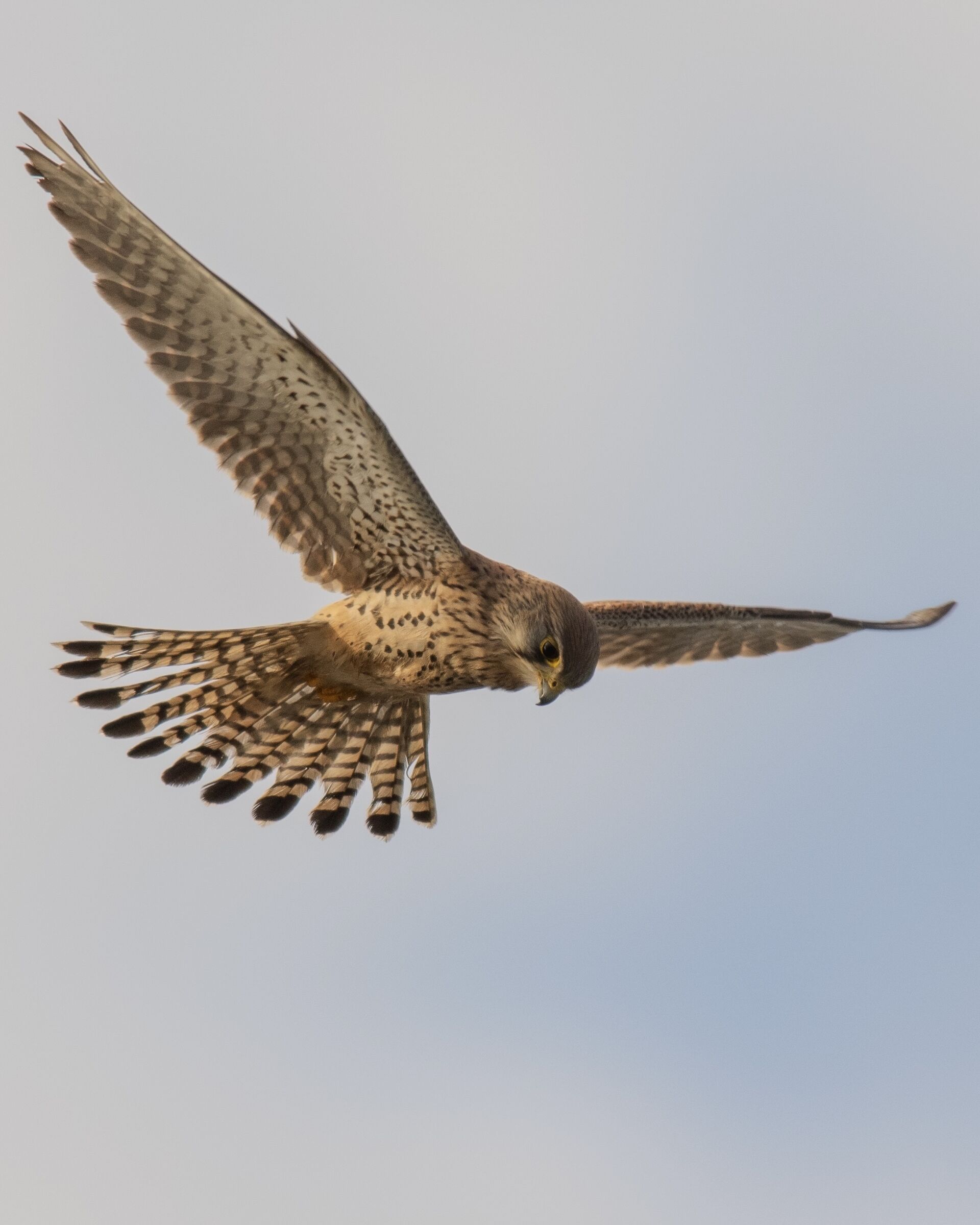 Gheppio (Falco tinnunculus), Common Kestrel