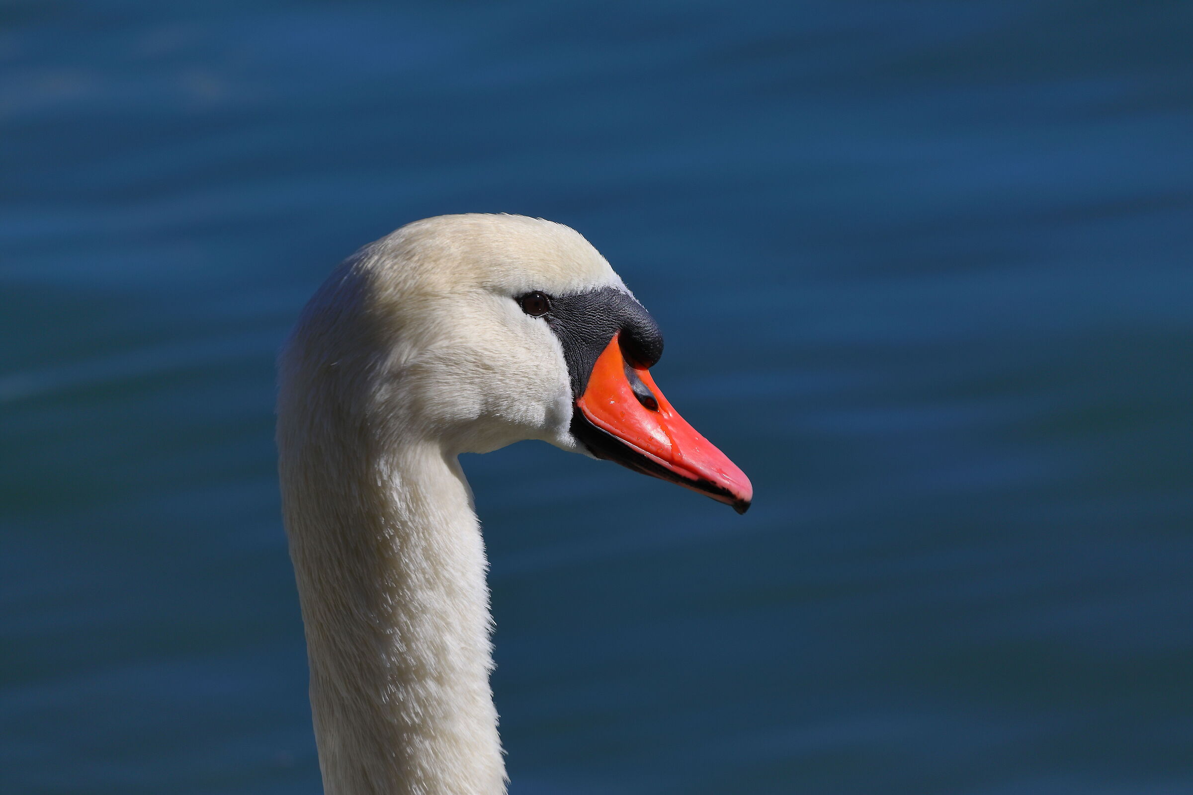 Cigno R 11 ottobre 2024 - 0256