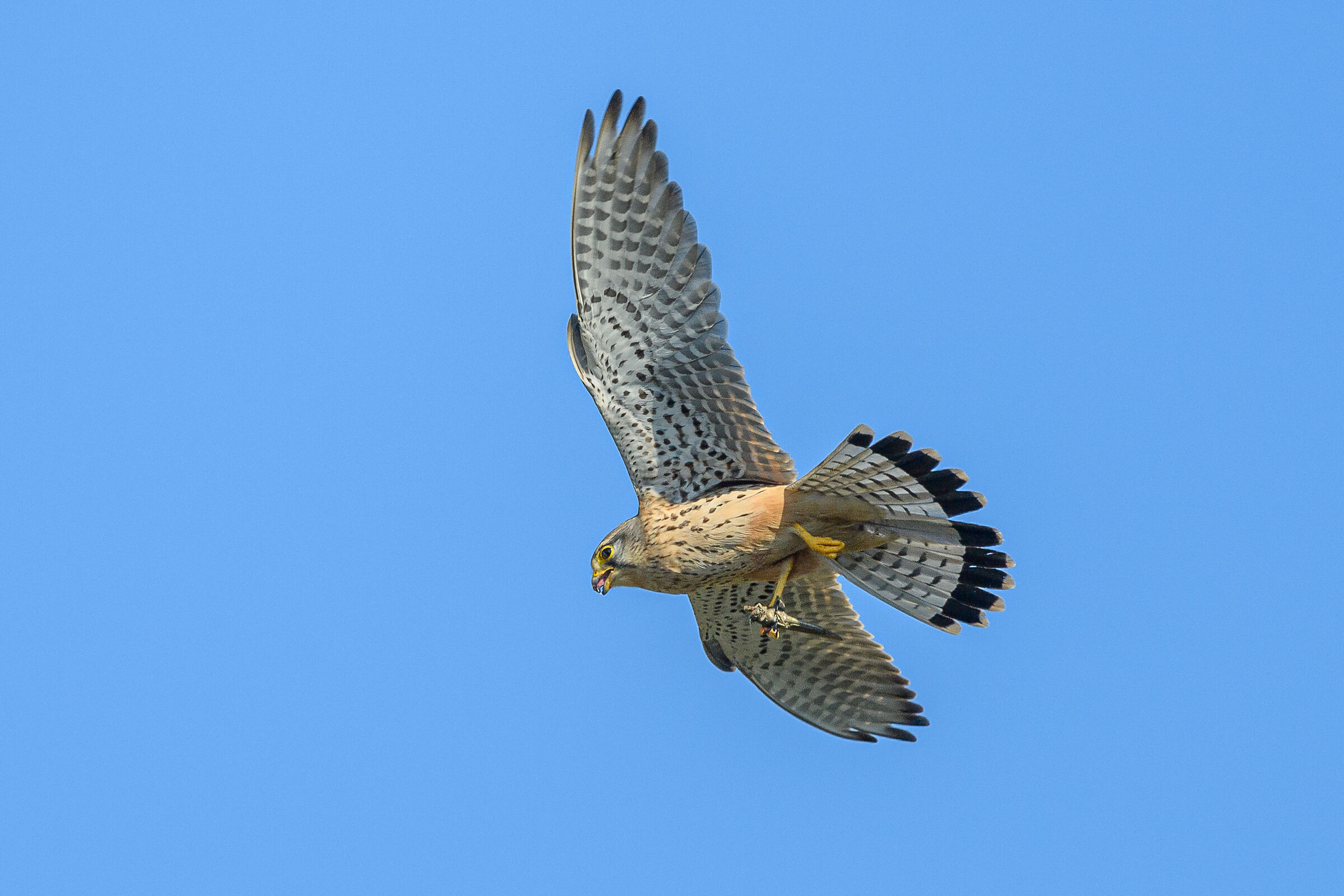 Kestrel