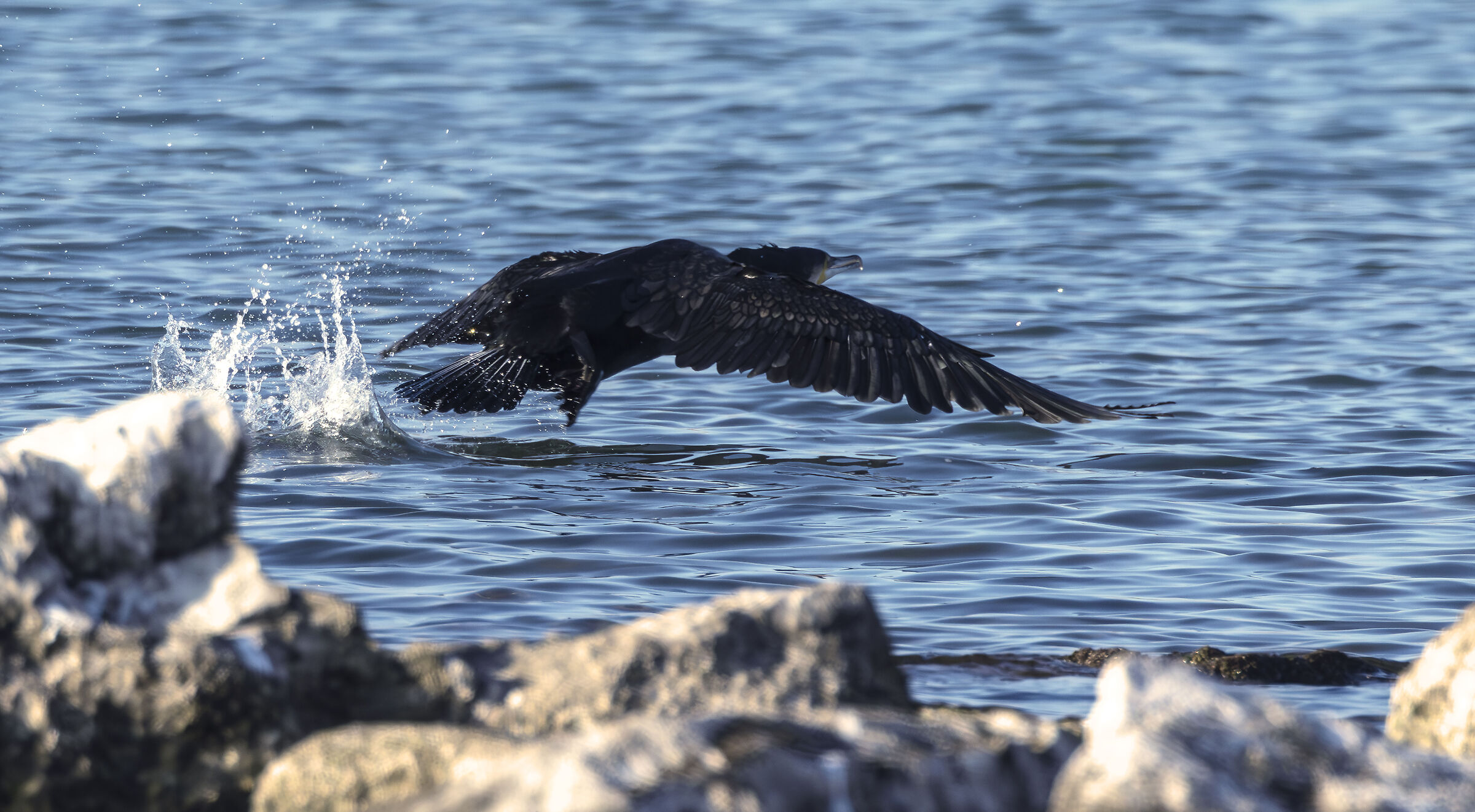 flying cormorant