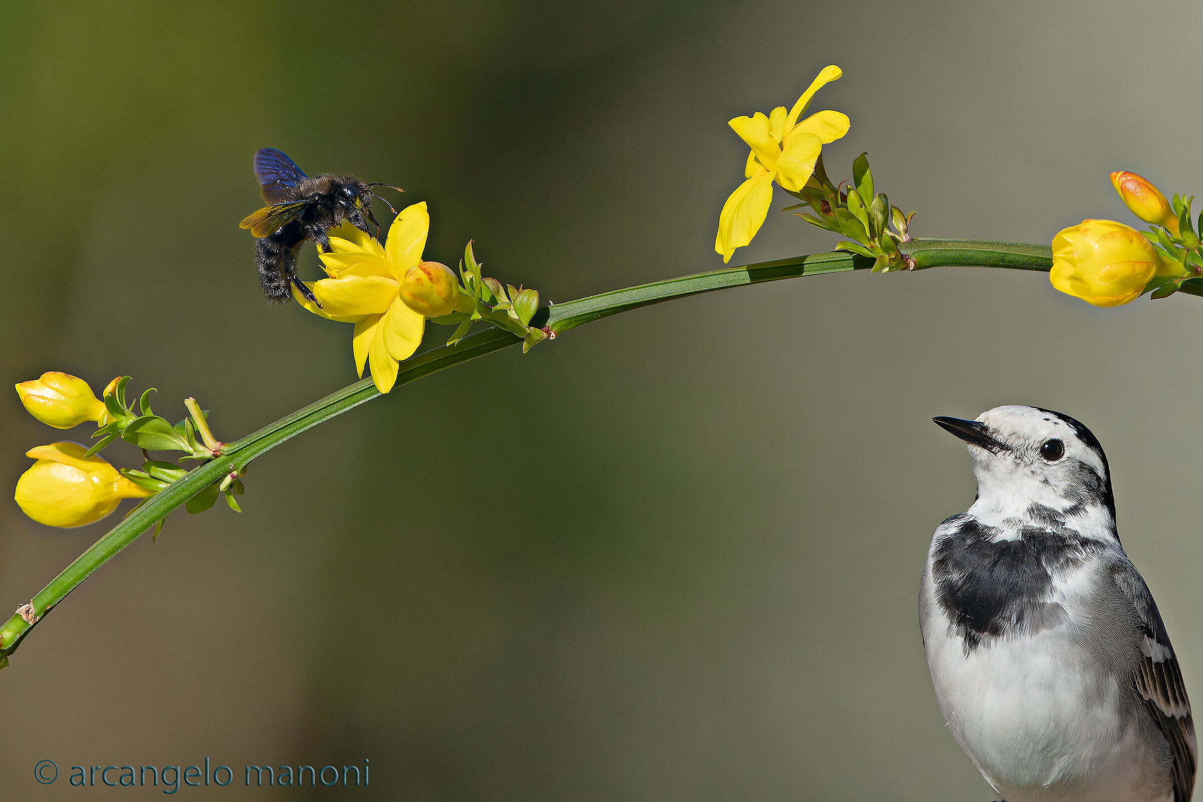 The ballerina, jasmine and the Xylocopa violacea