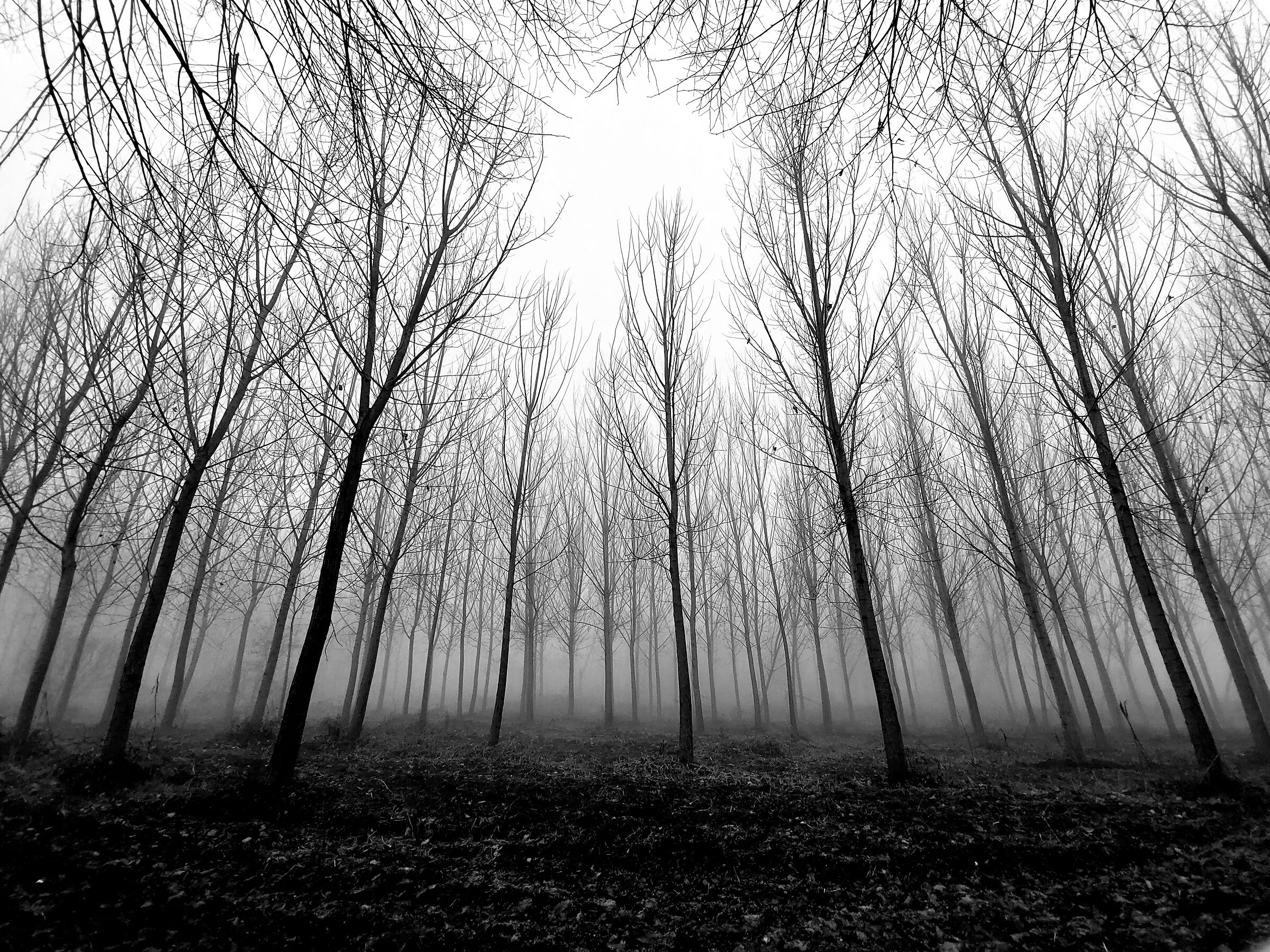 Il fascino dei pioppeti