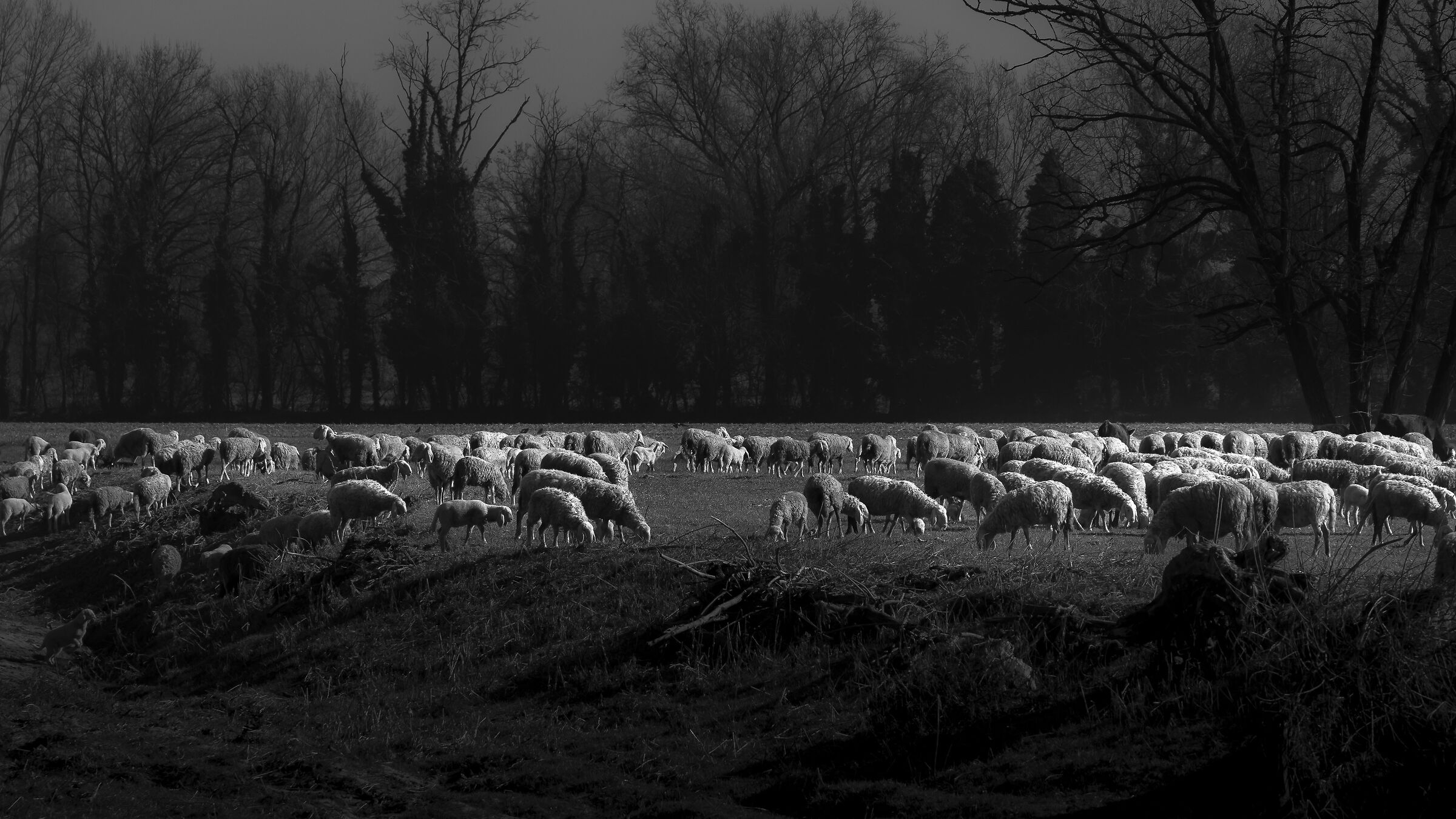 Pasture horizon