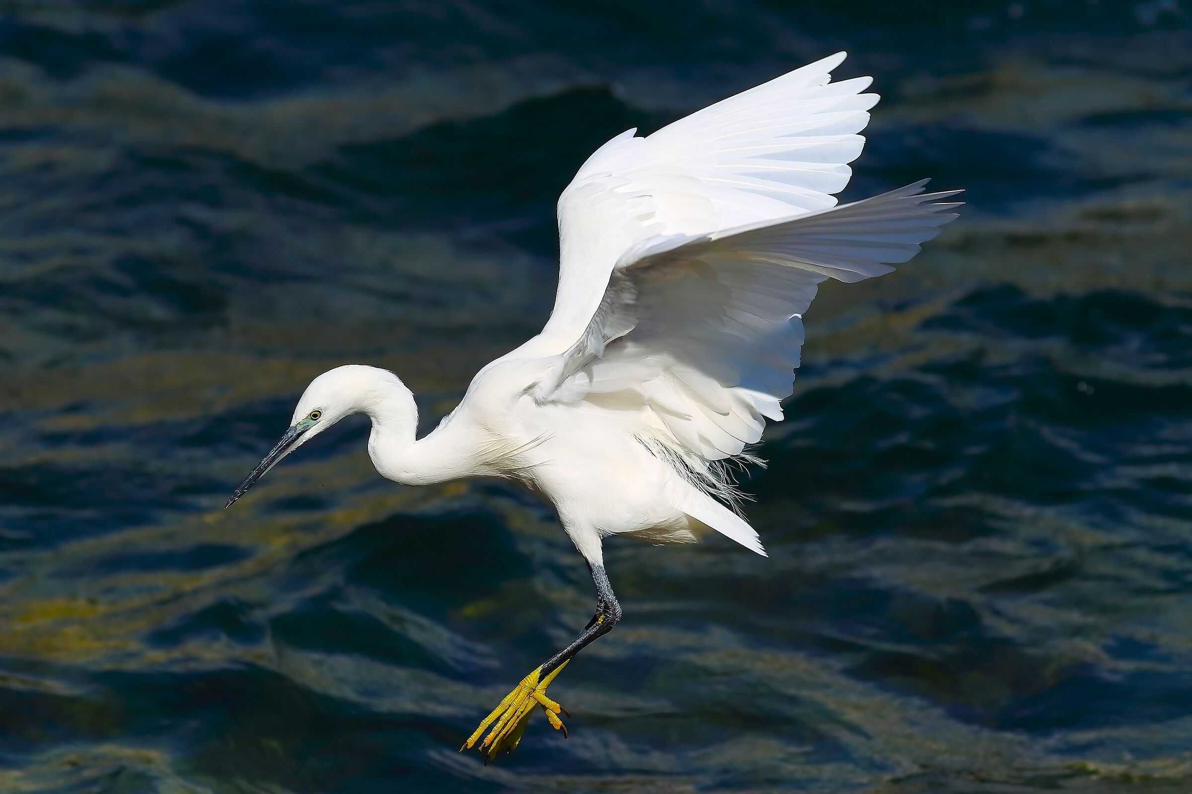 Garzetta 30 settembre 2024 - 0126