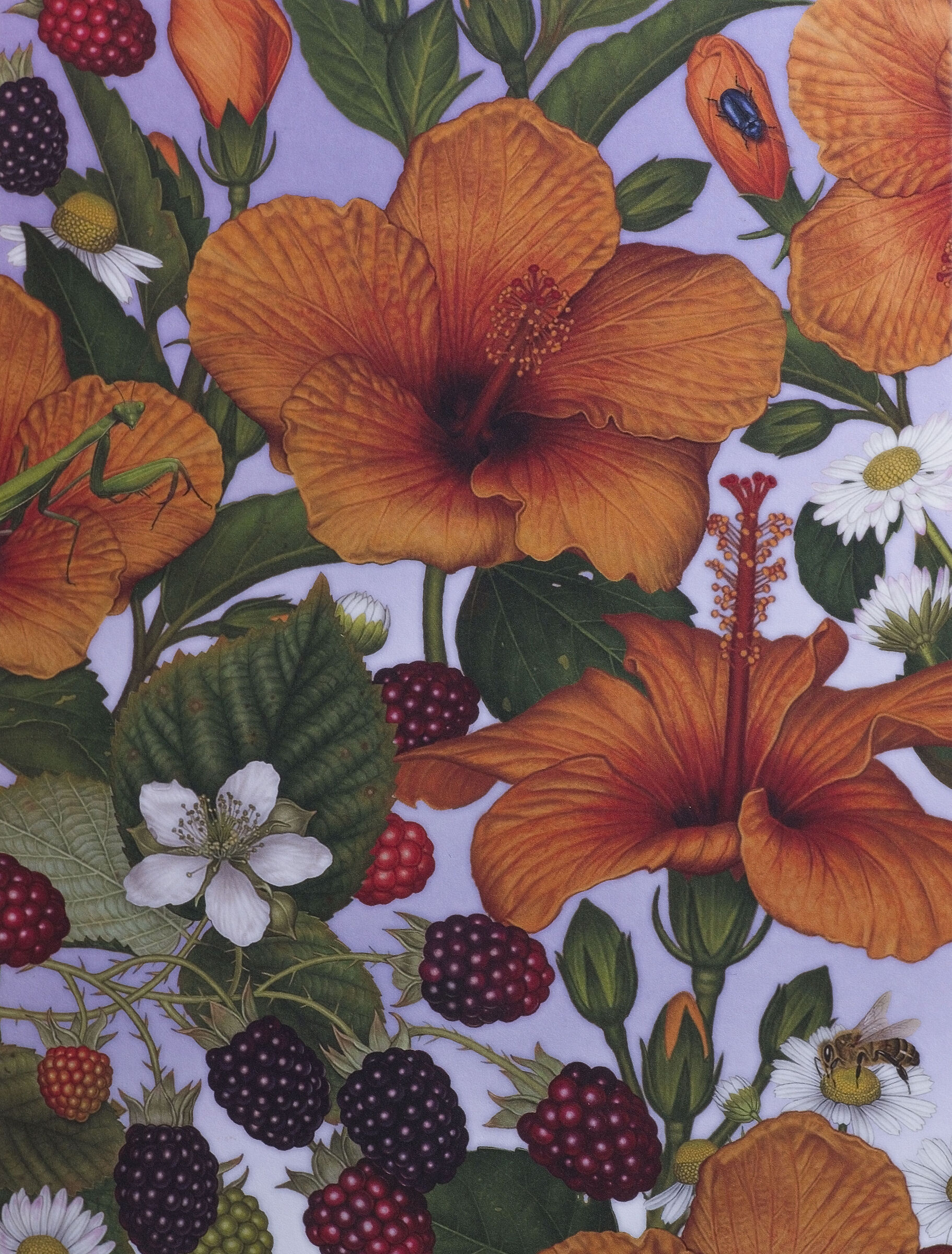Hibiscus