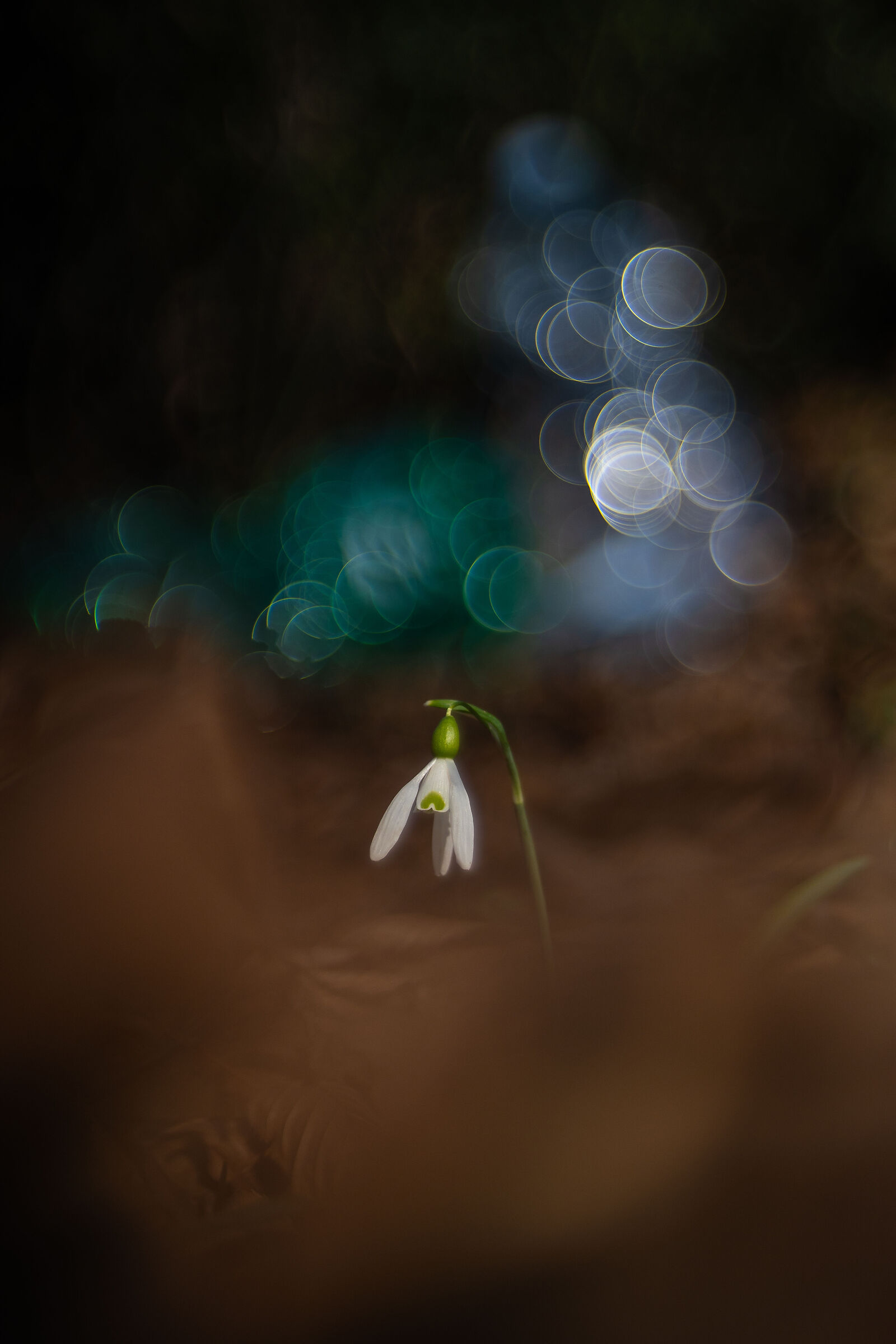 Snowdrop