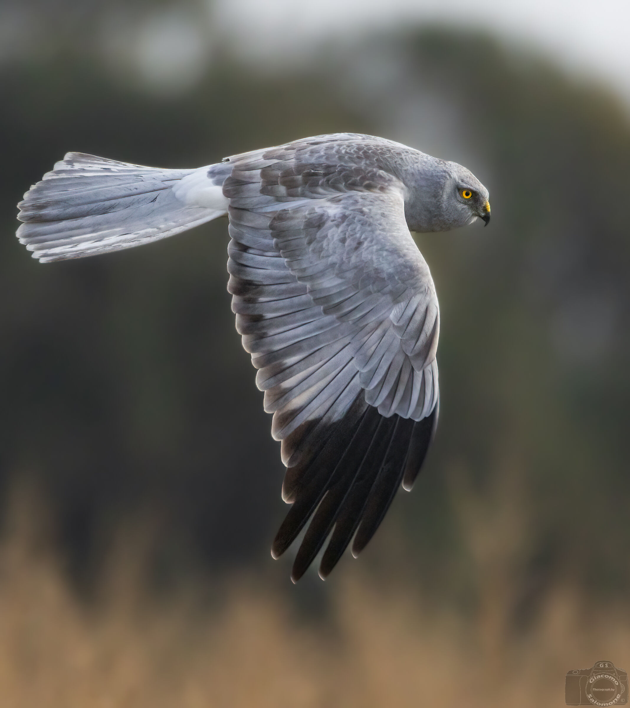 Male hen harrier