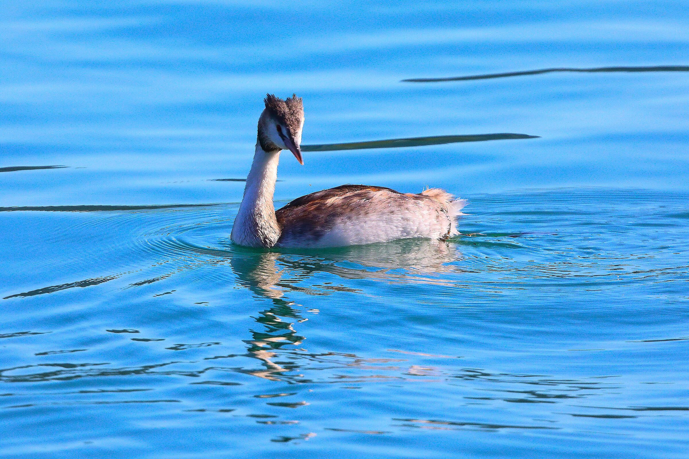 Svasso 11 ottobre 2024 - 0259