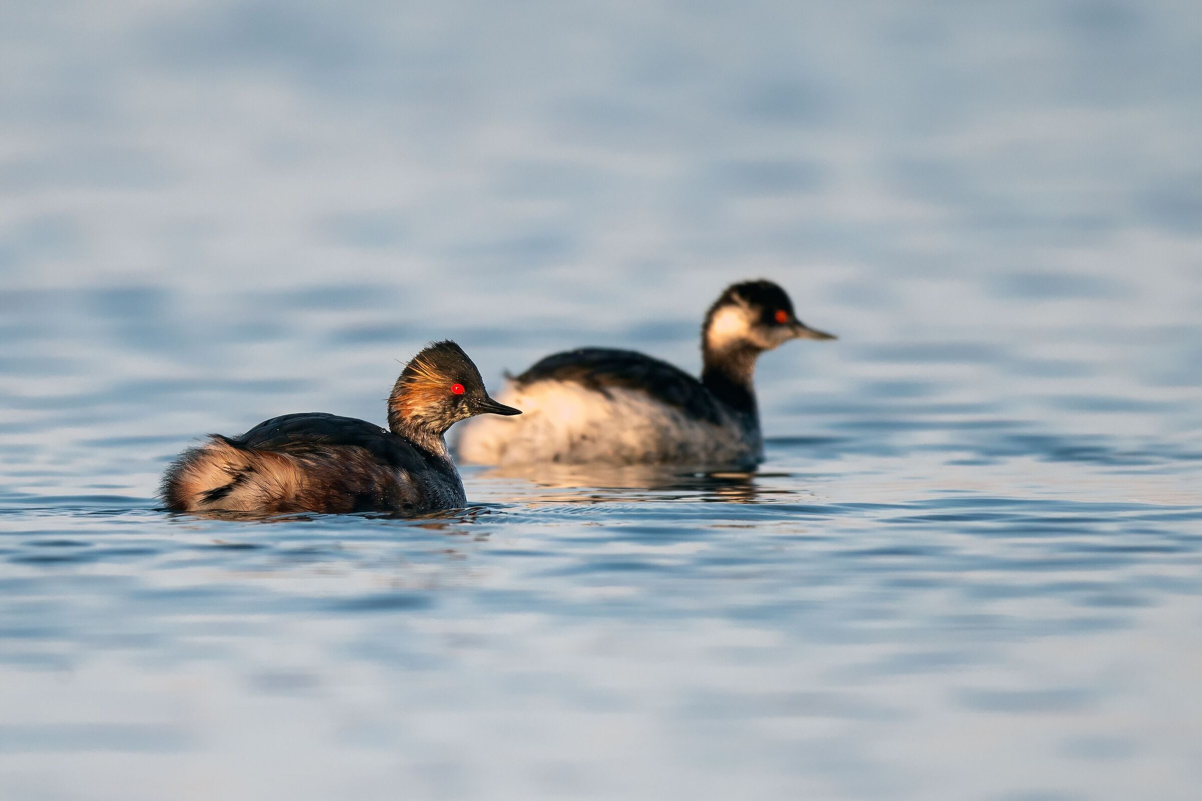 The two dresses of the little grebe