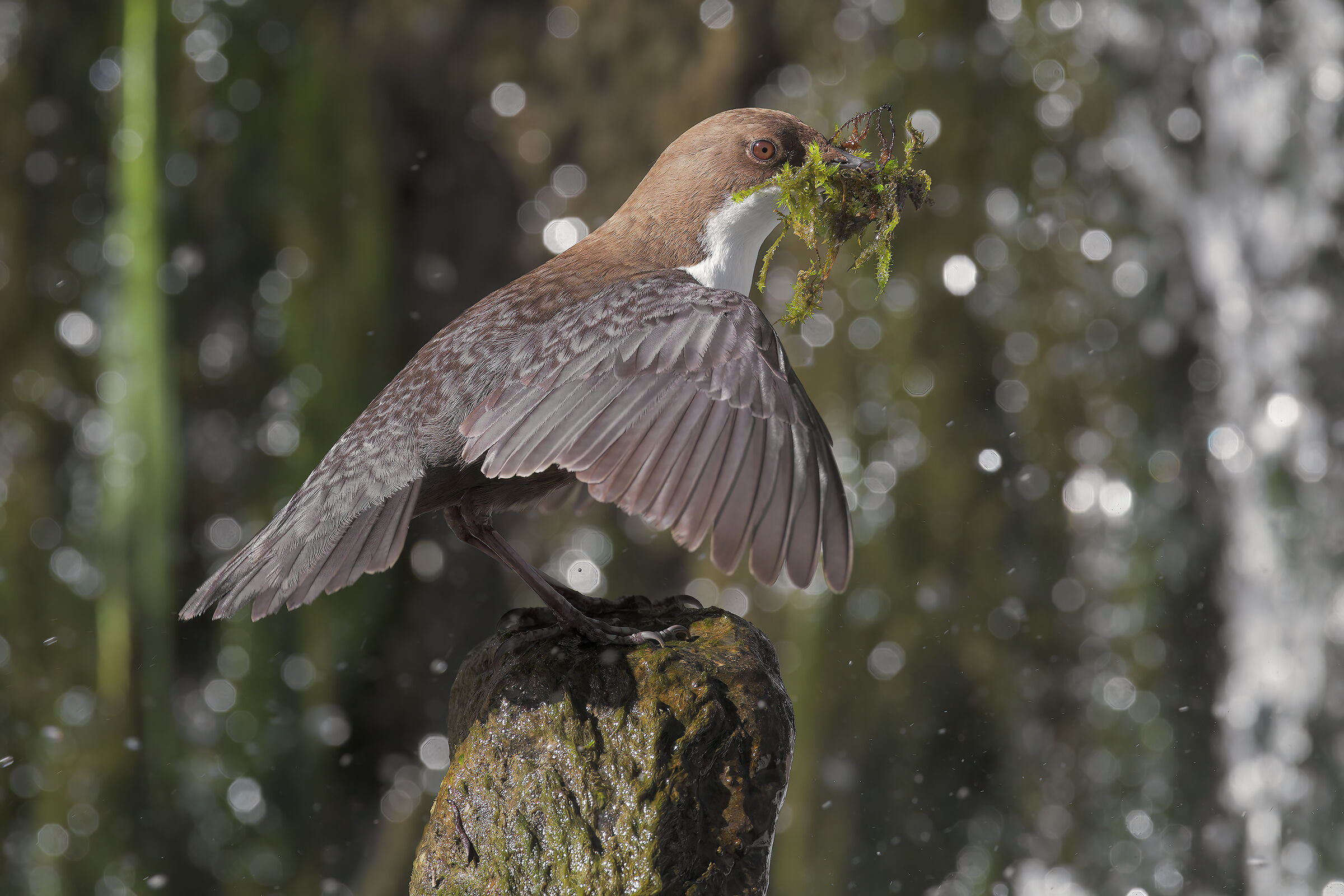 White-throated dipper.... Nest construction in progress