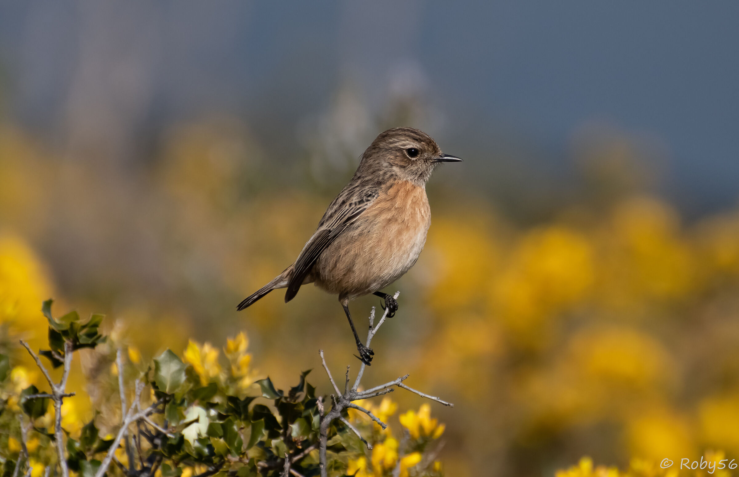 Female Stonechat..