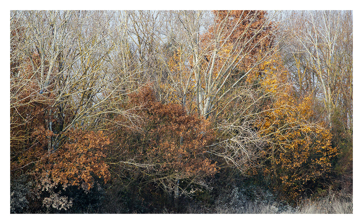 Colors and textures in winter