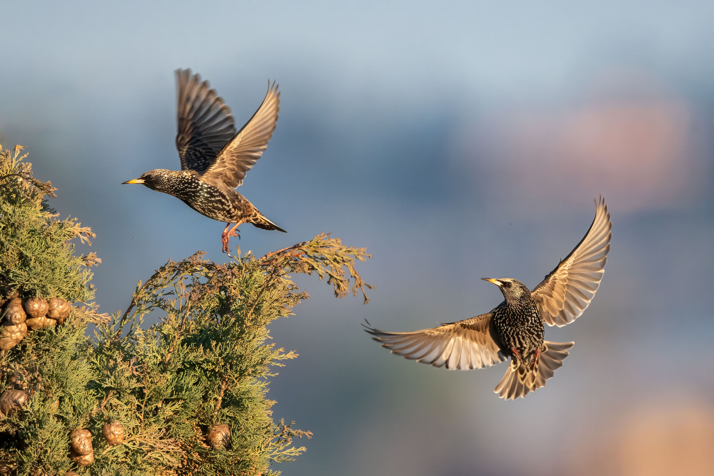 Flight-based starlings